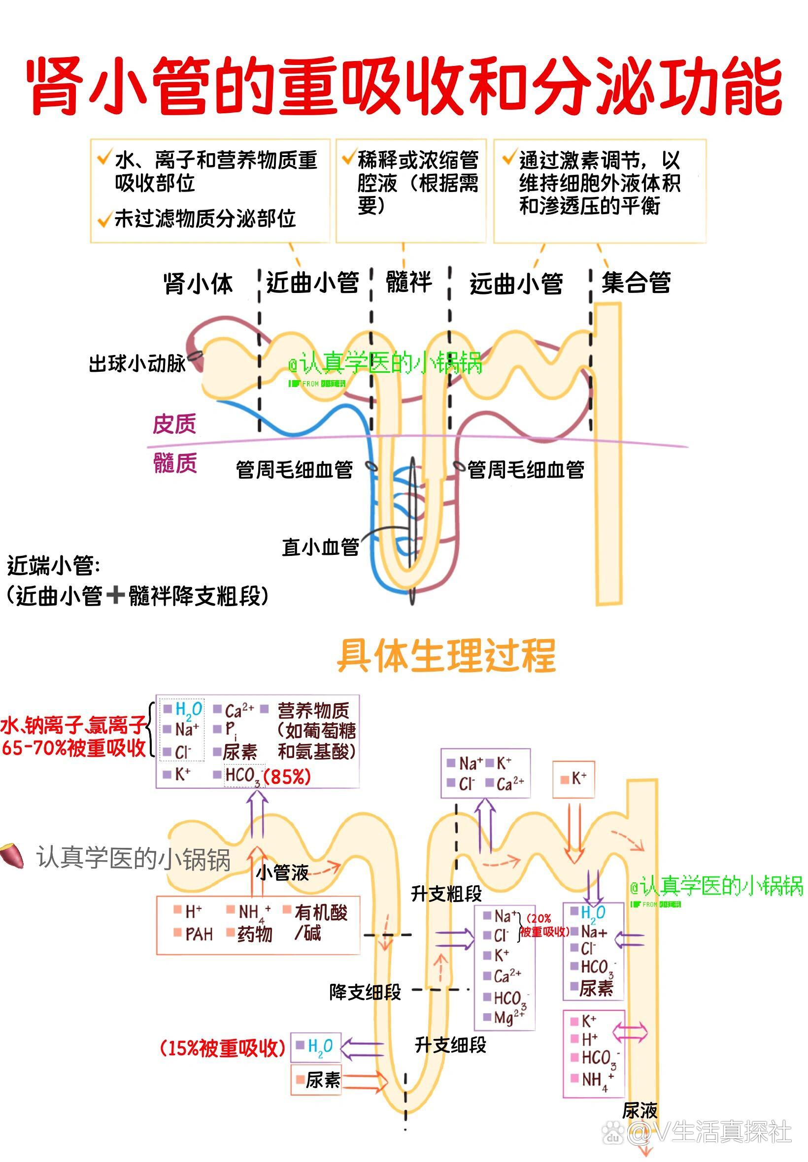 体内平衡的关键过程,这些功能确保了电解质,水分和营养物质的有效利用