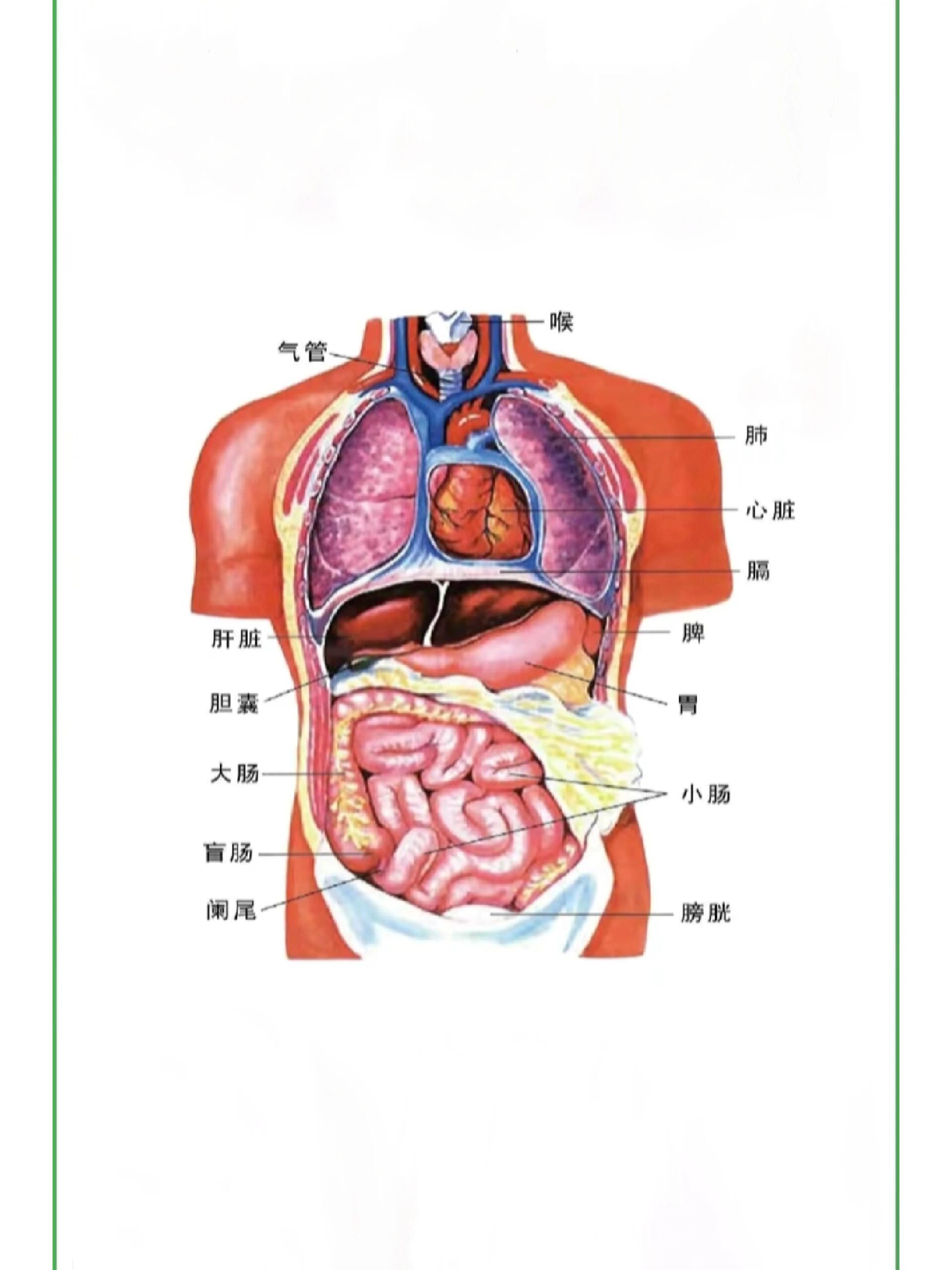 人身图解心肝肺的位置图片
