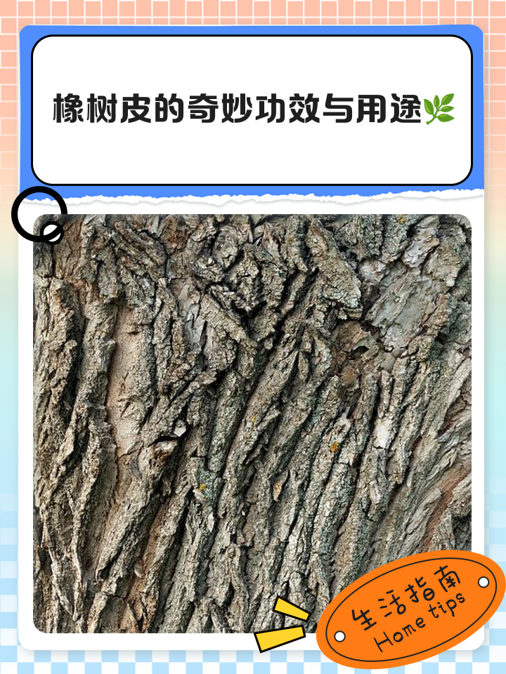 橡树皮的奇妙功效与用途🌿