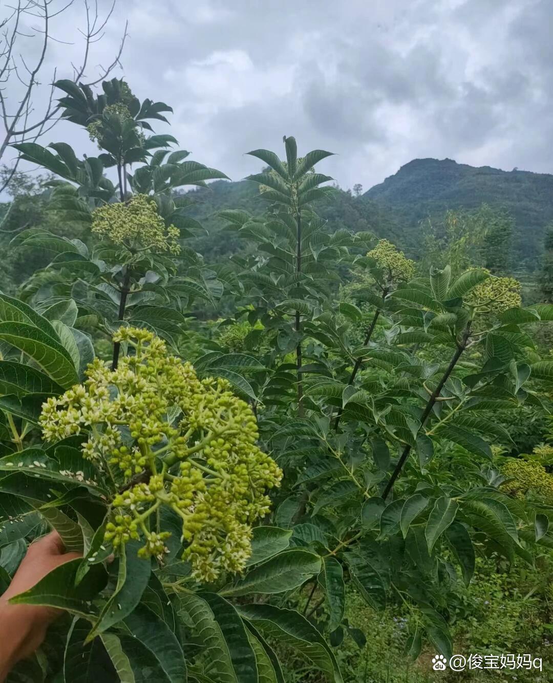 吴茱萸剪枝图片