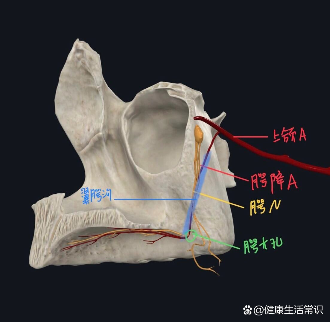 腭小凹腭大孔图片