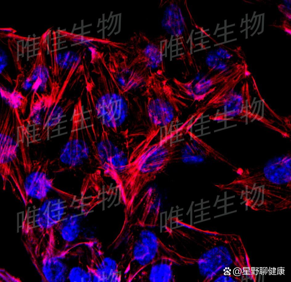 细胞爬片鬼笔环肽染色流程