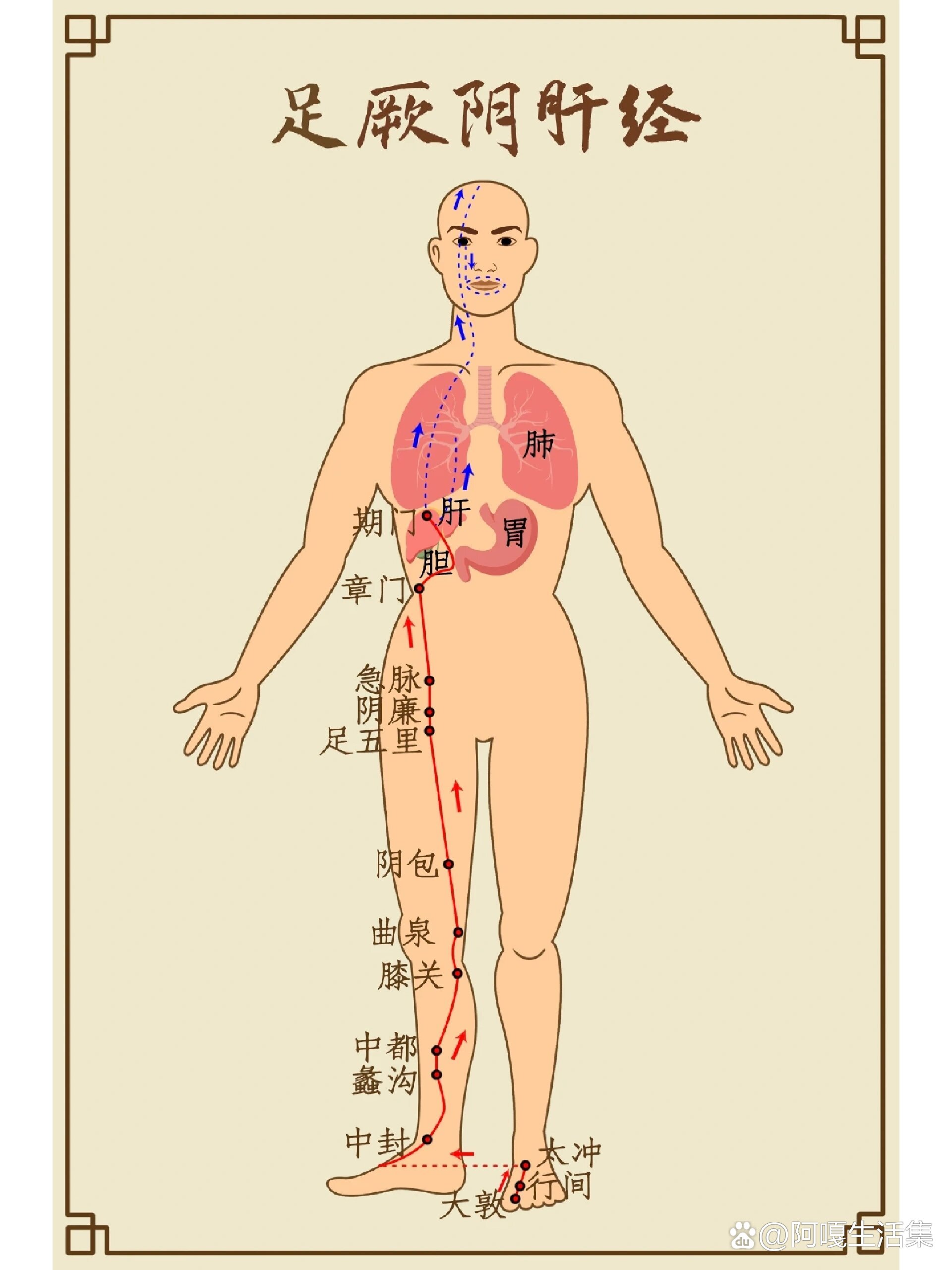 大腿内侧经络图 肝经图片