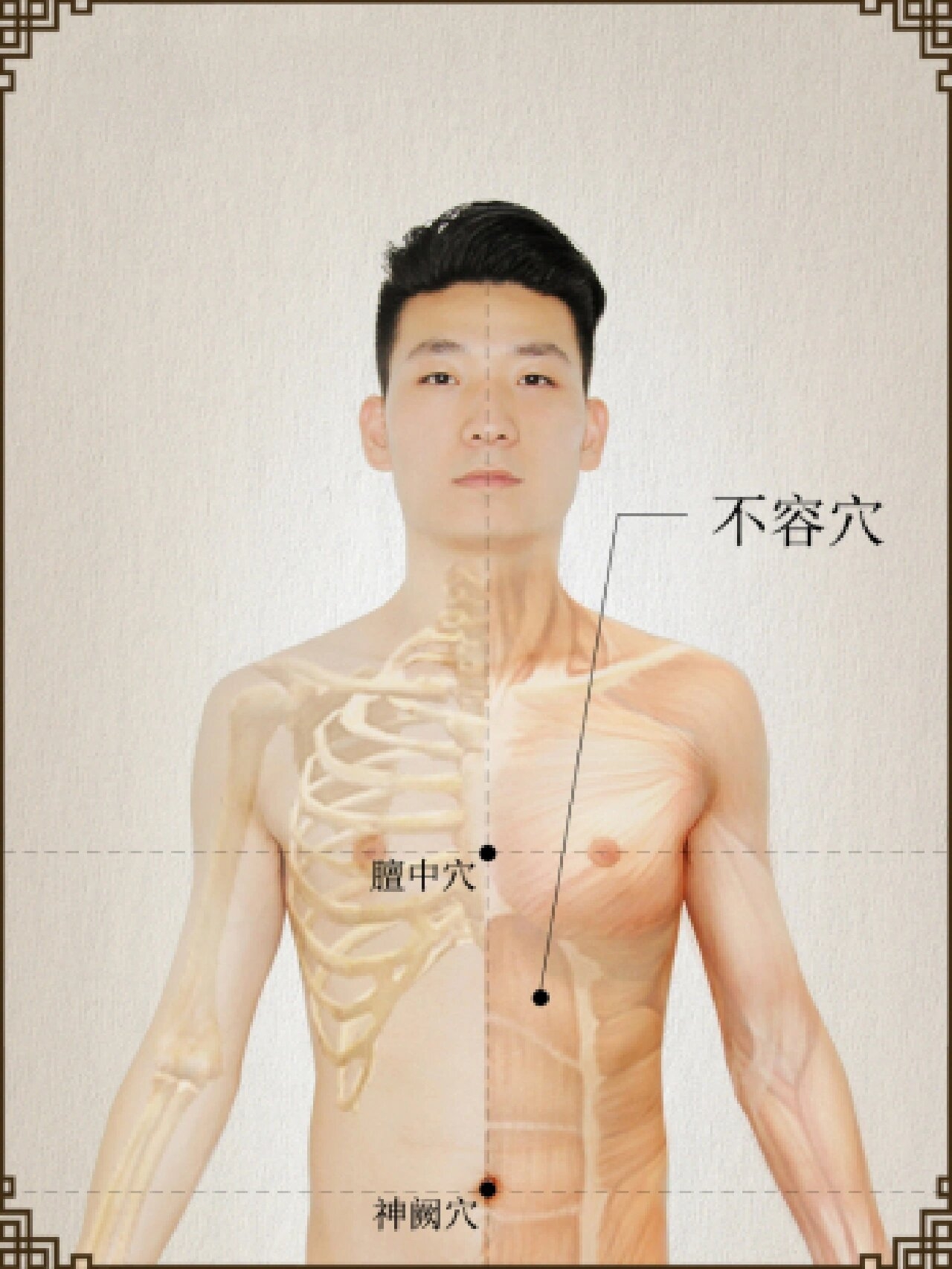 胃经位置图和作用图片