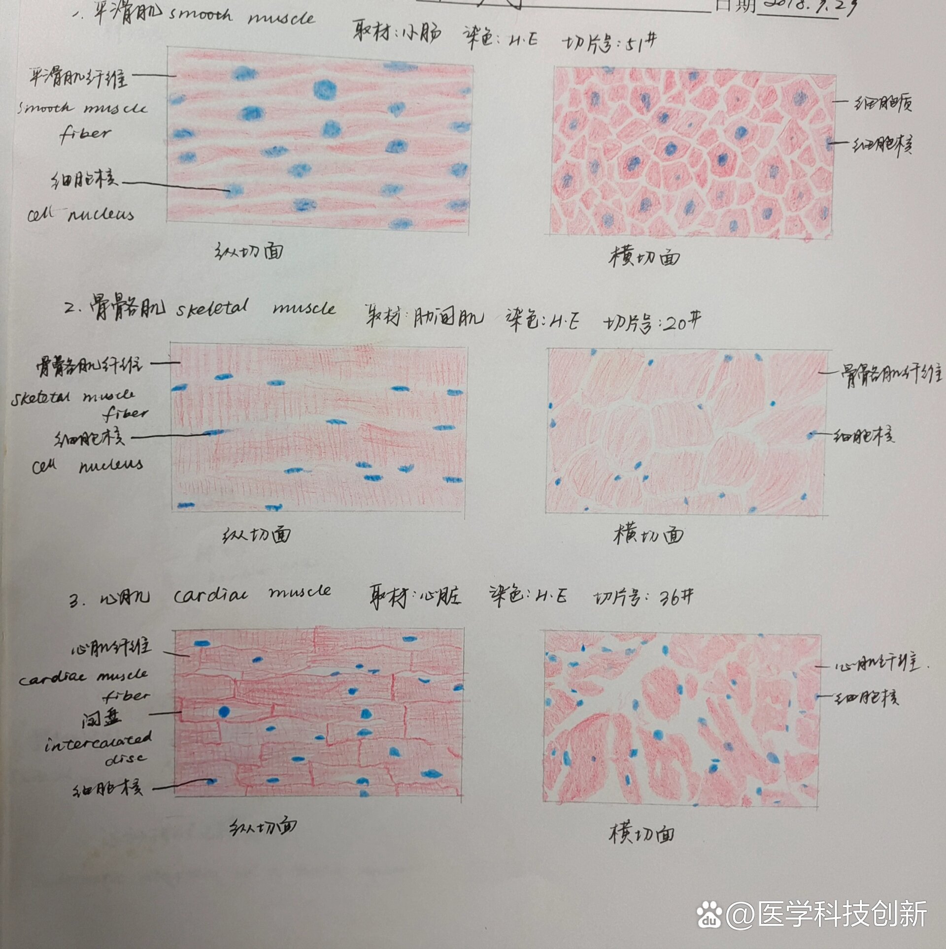 实验报告画图图片