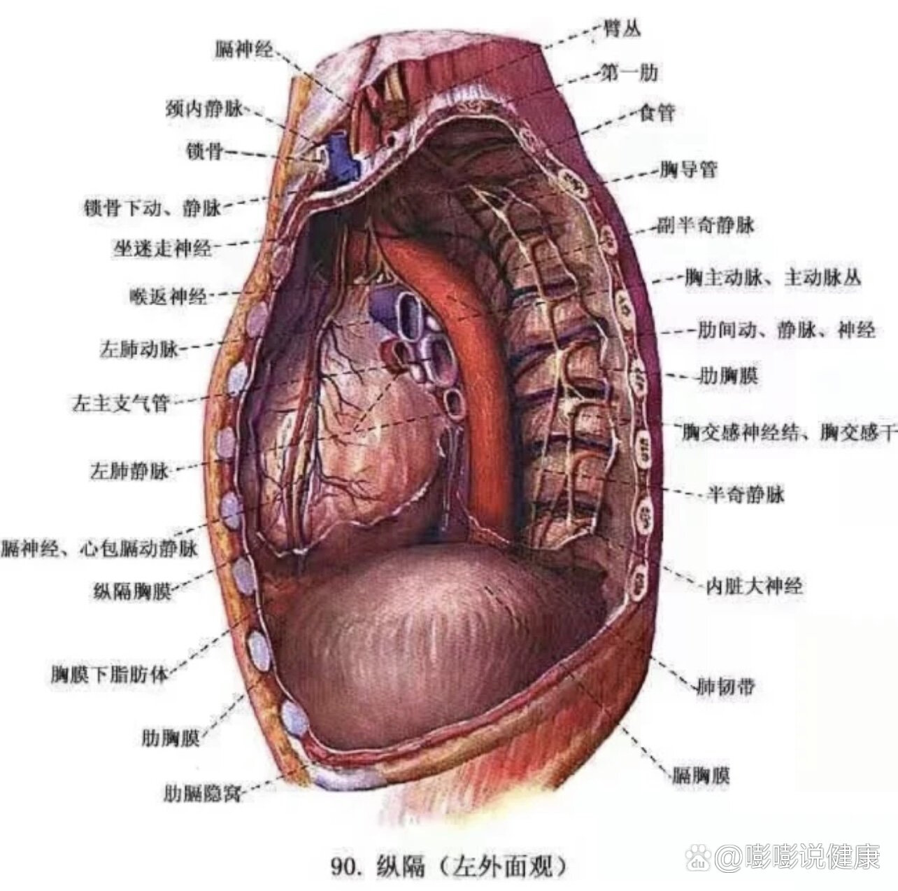 人体纵隔的位置图图片