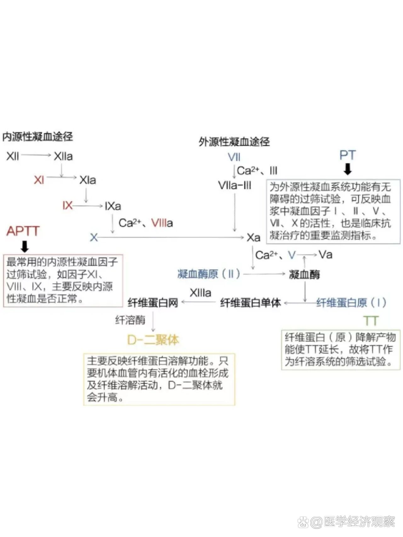 内外凝血途径口诀图图片