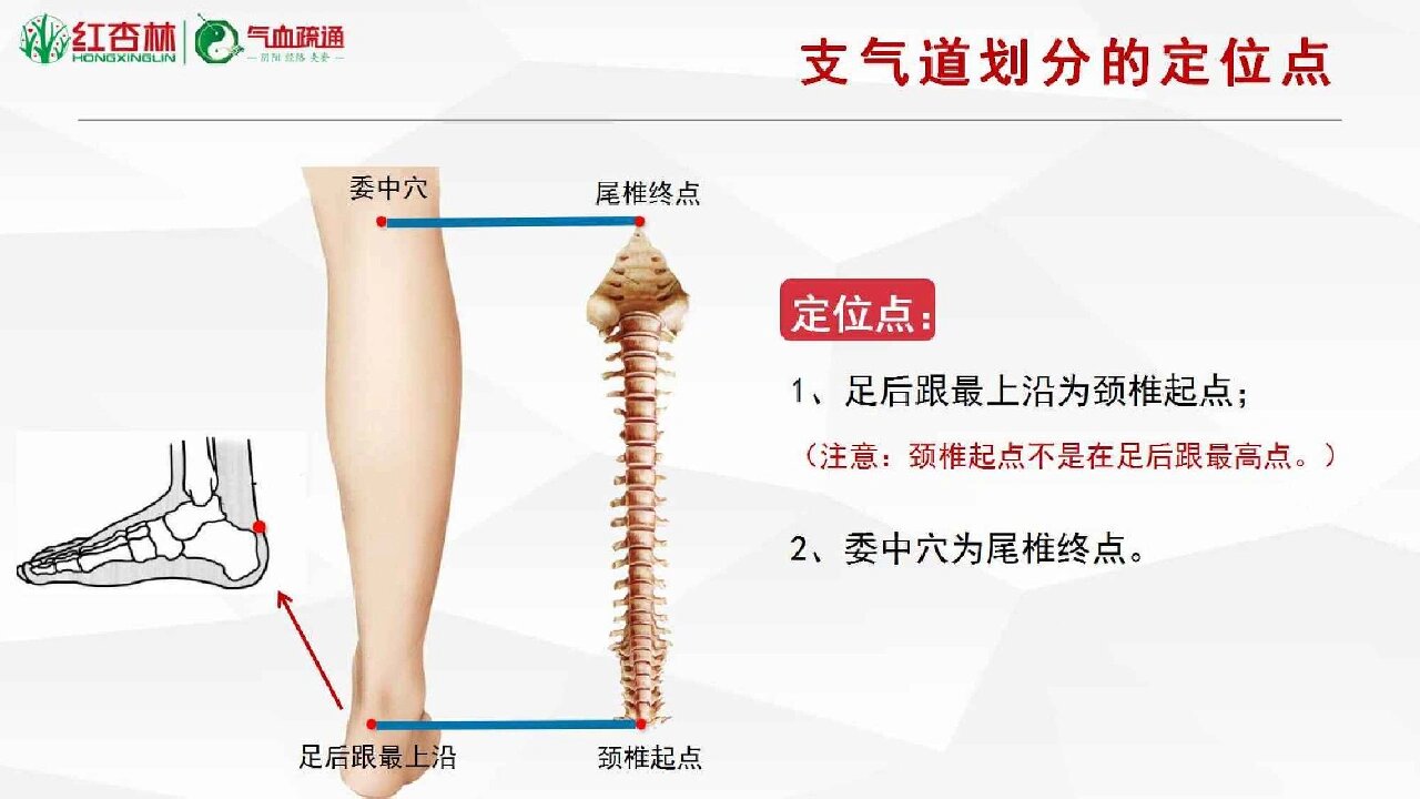 气道口的功能及作用