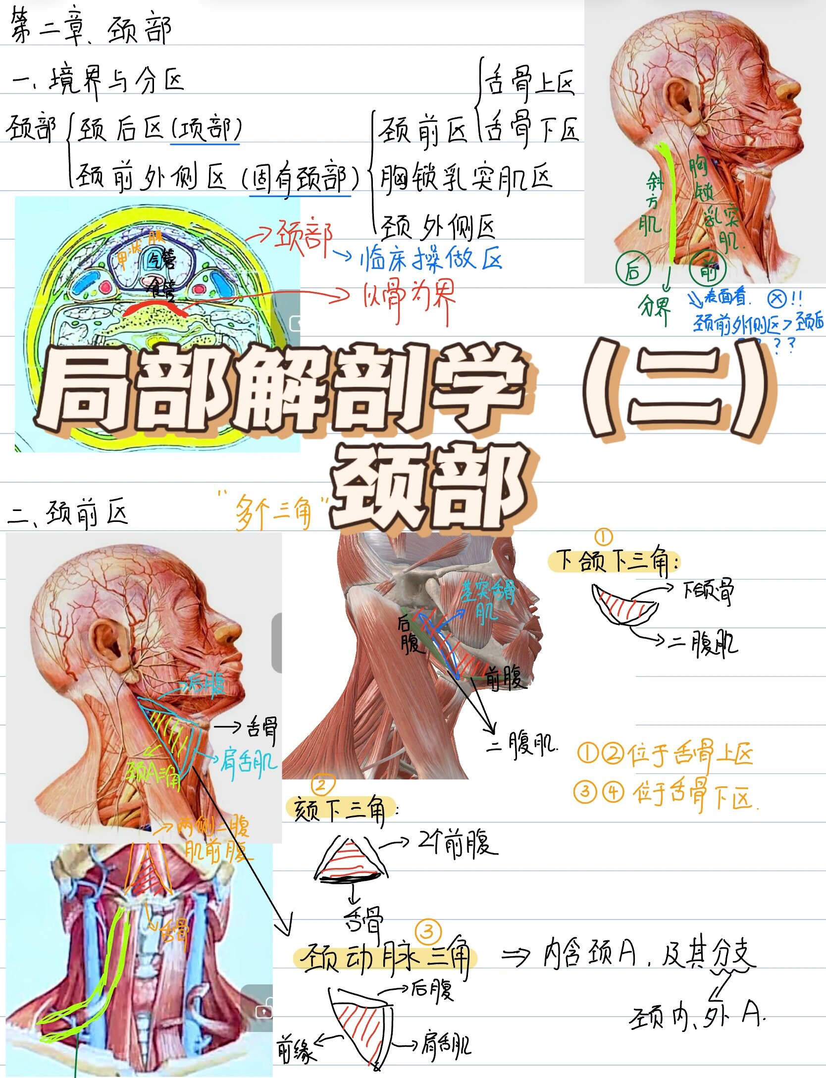 局部解剖学