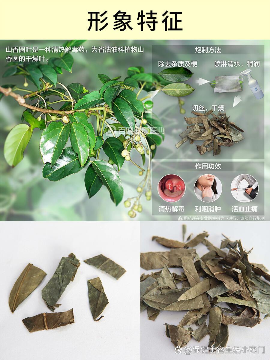 每天认识一味药:山香圆叶