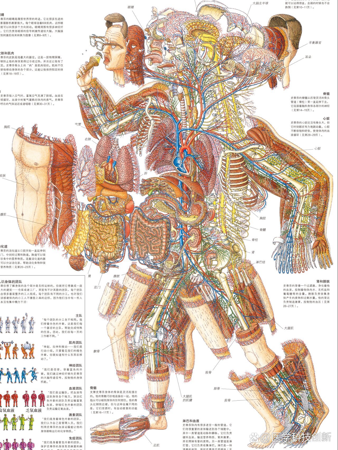 合体解剖图图片