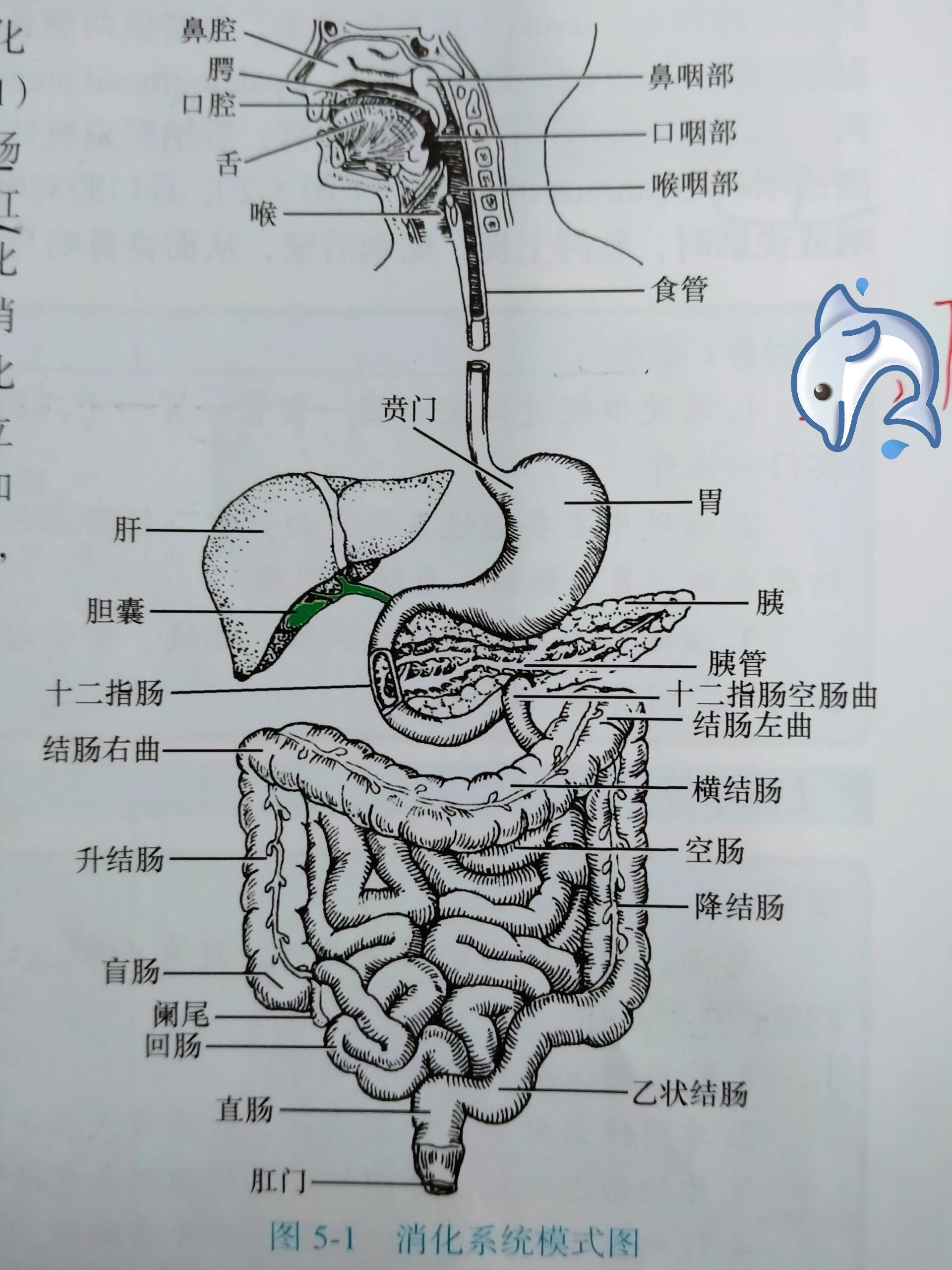 区分上下消化道