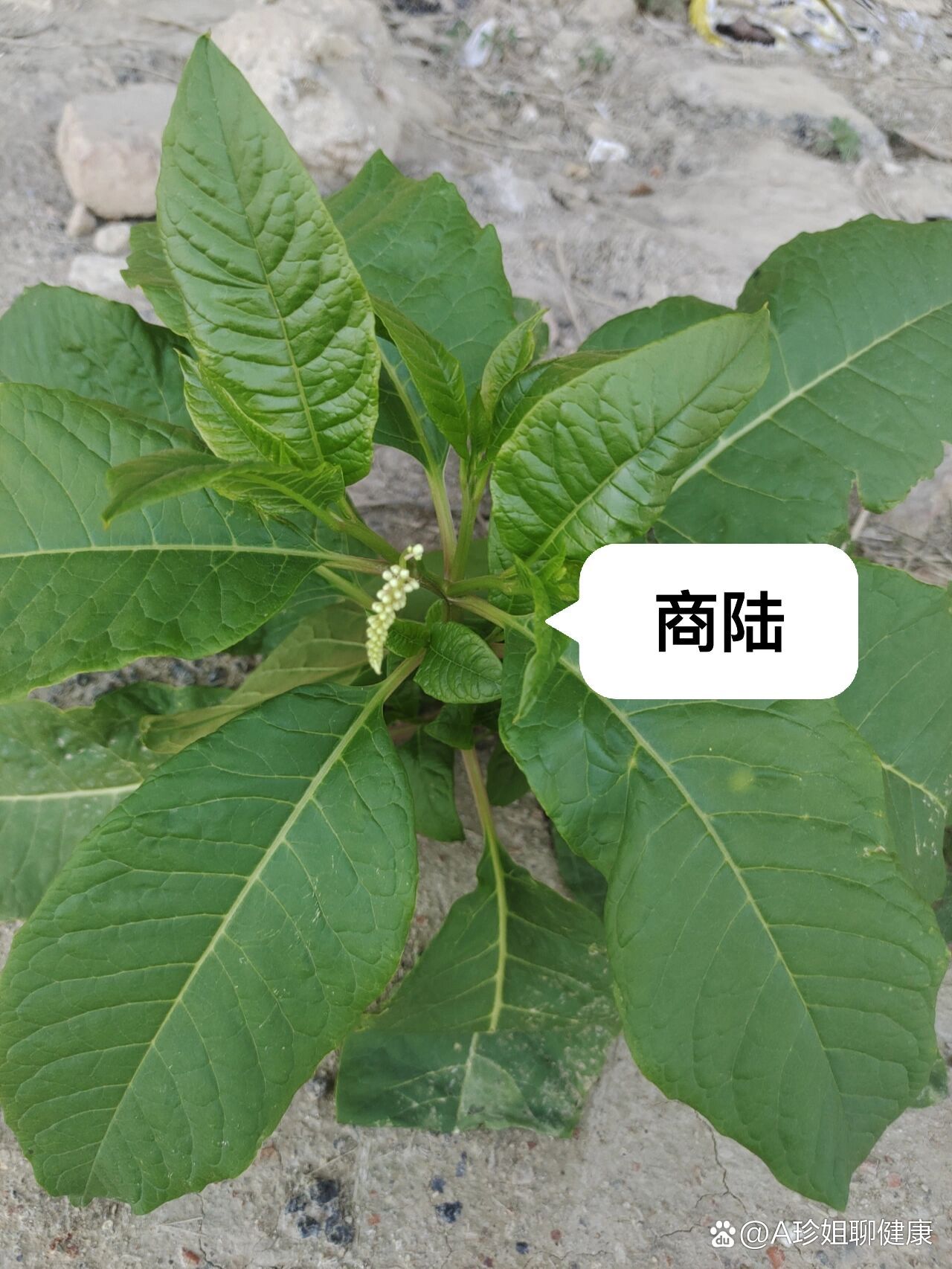 小蓬草可以吃吗图片