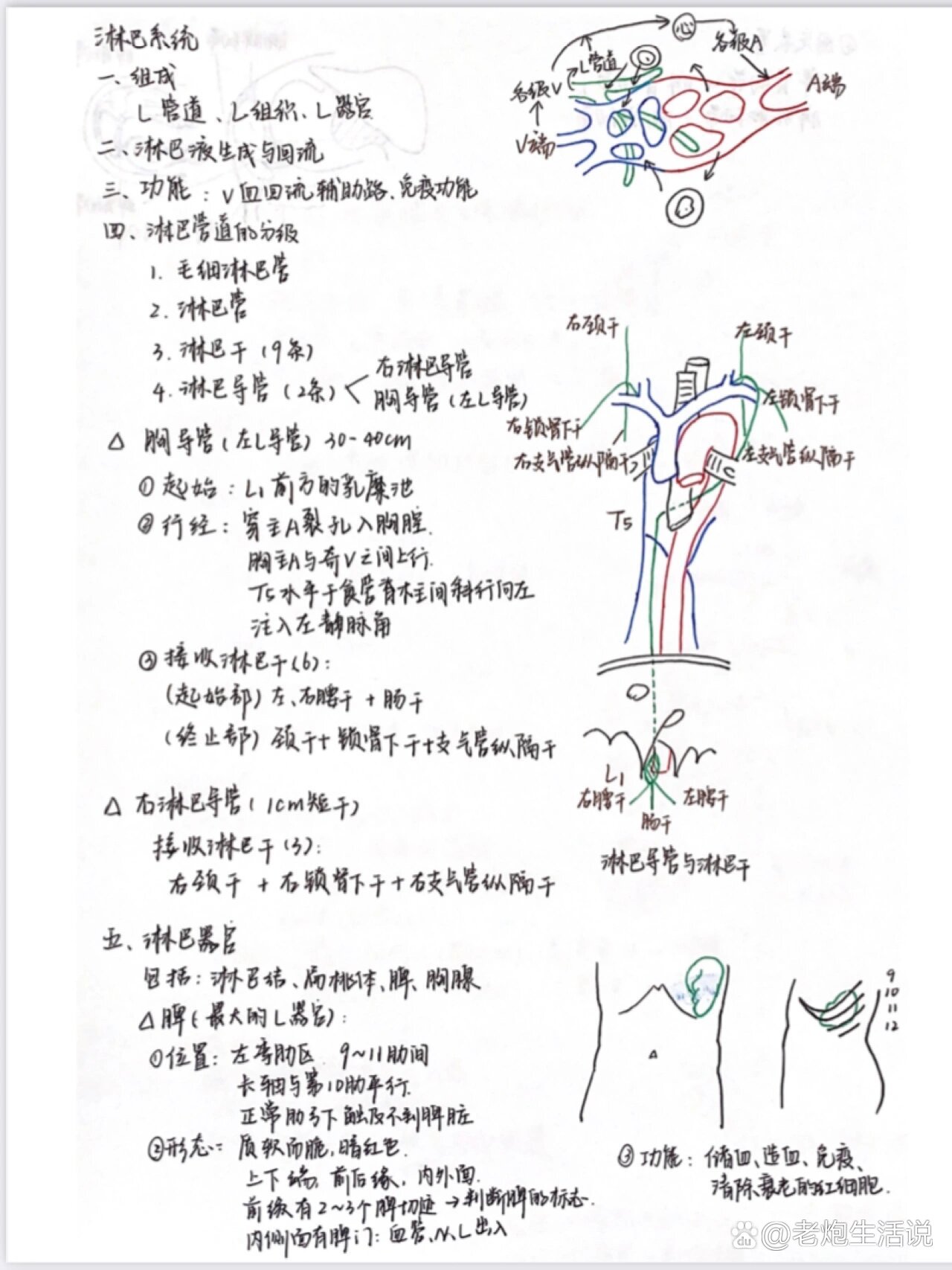 淋巴的生成及回流图图片