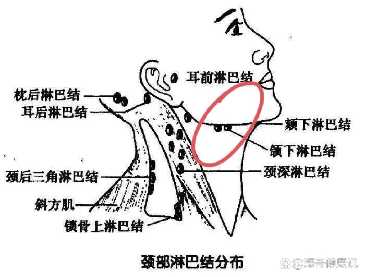 下颌骨内侧疼痛