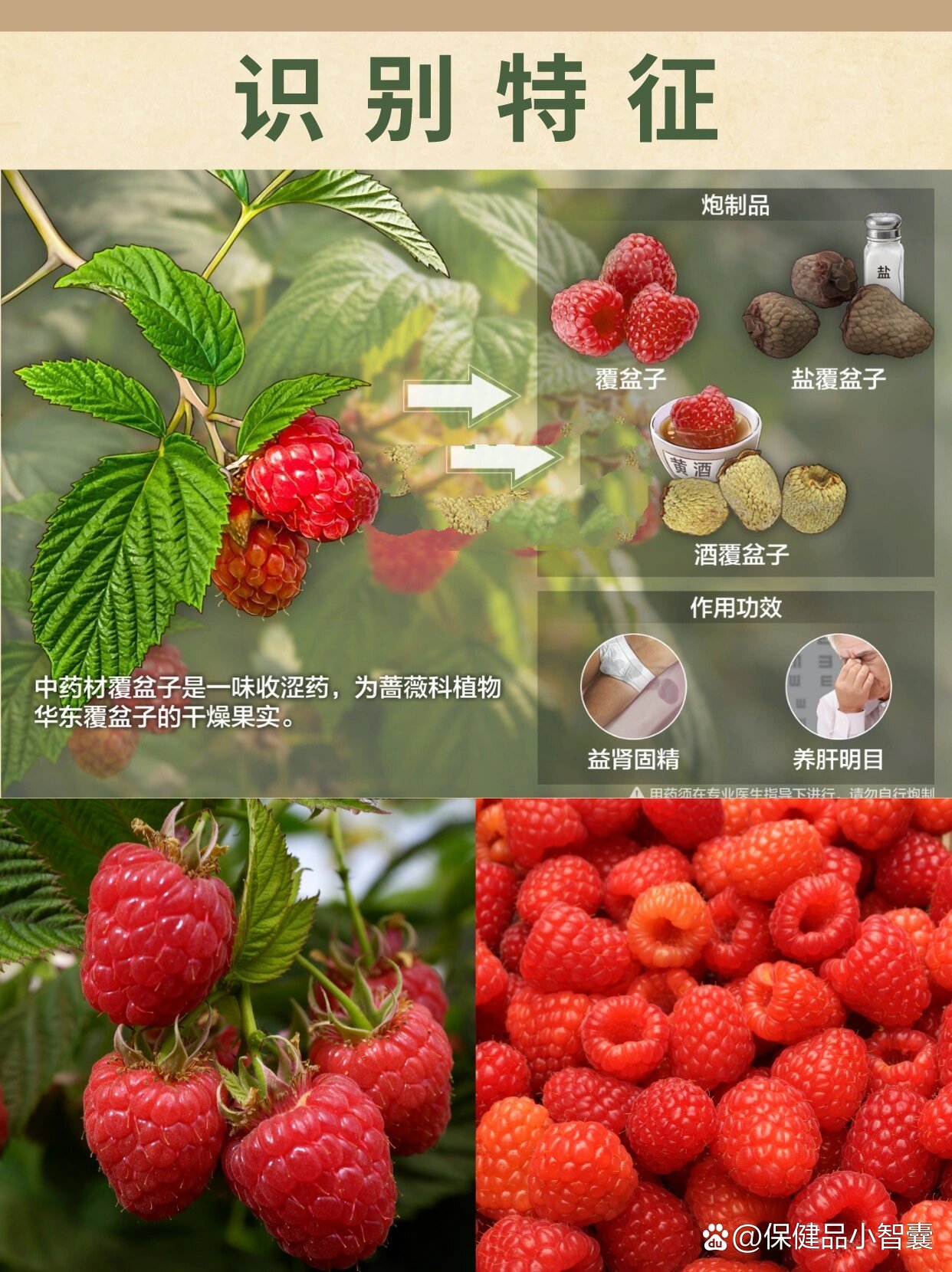 每天学习一味✅覆盆子🌿