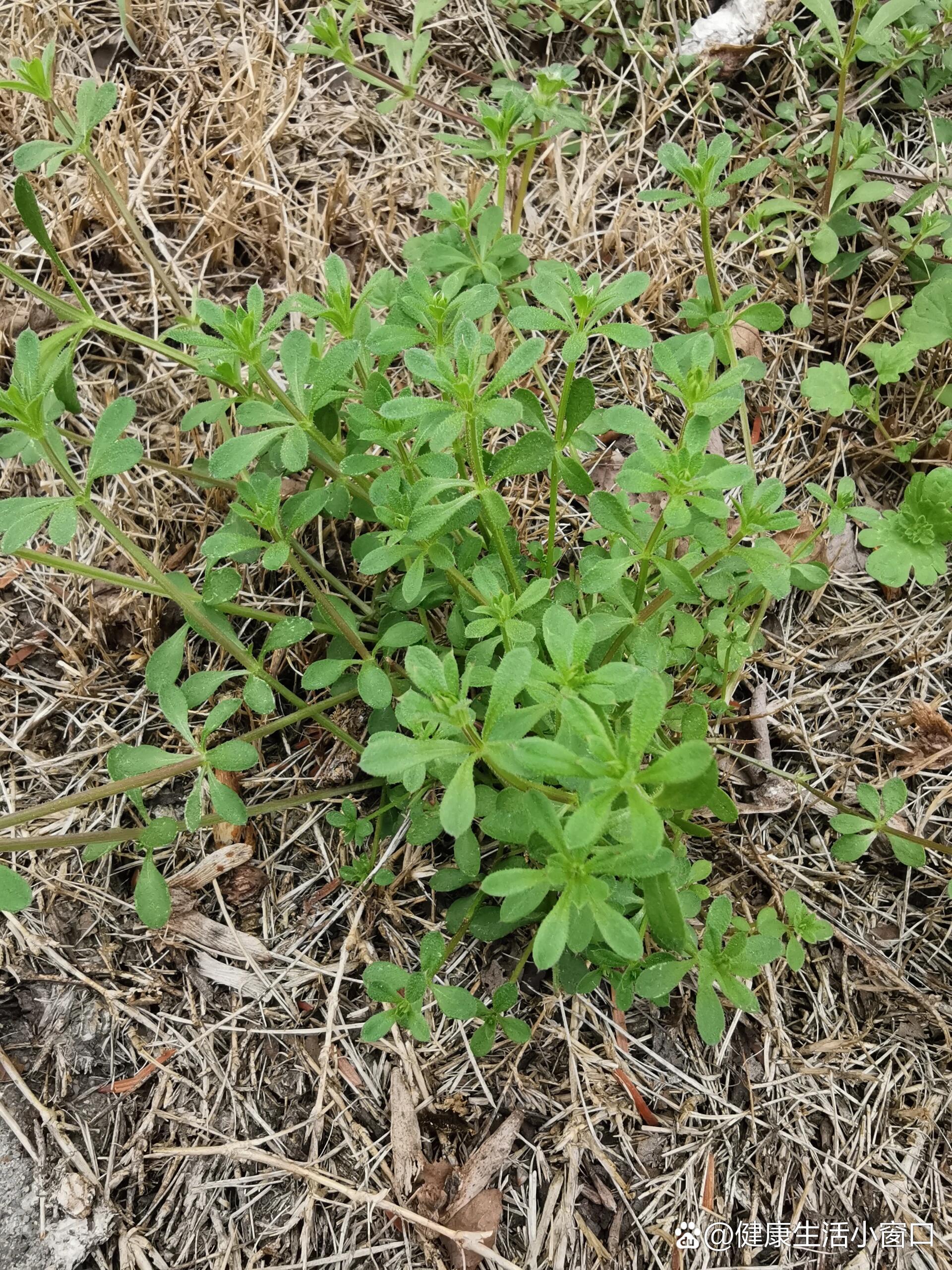 妇科止血草药图片大全图片