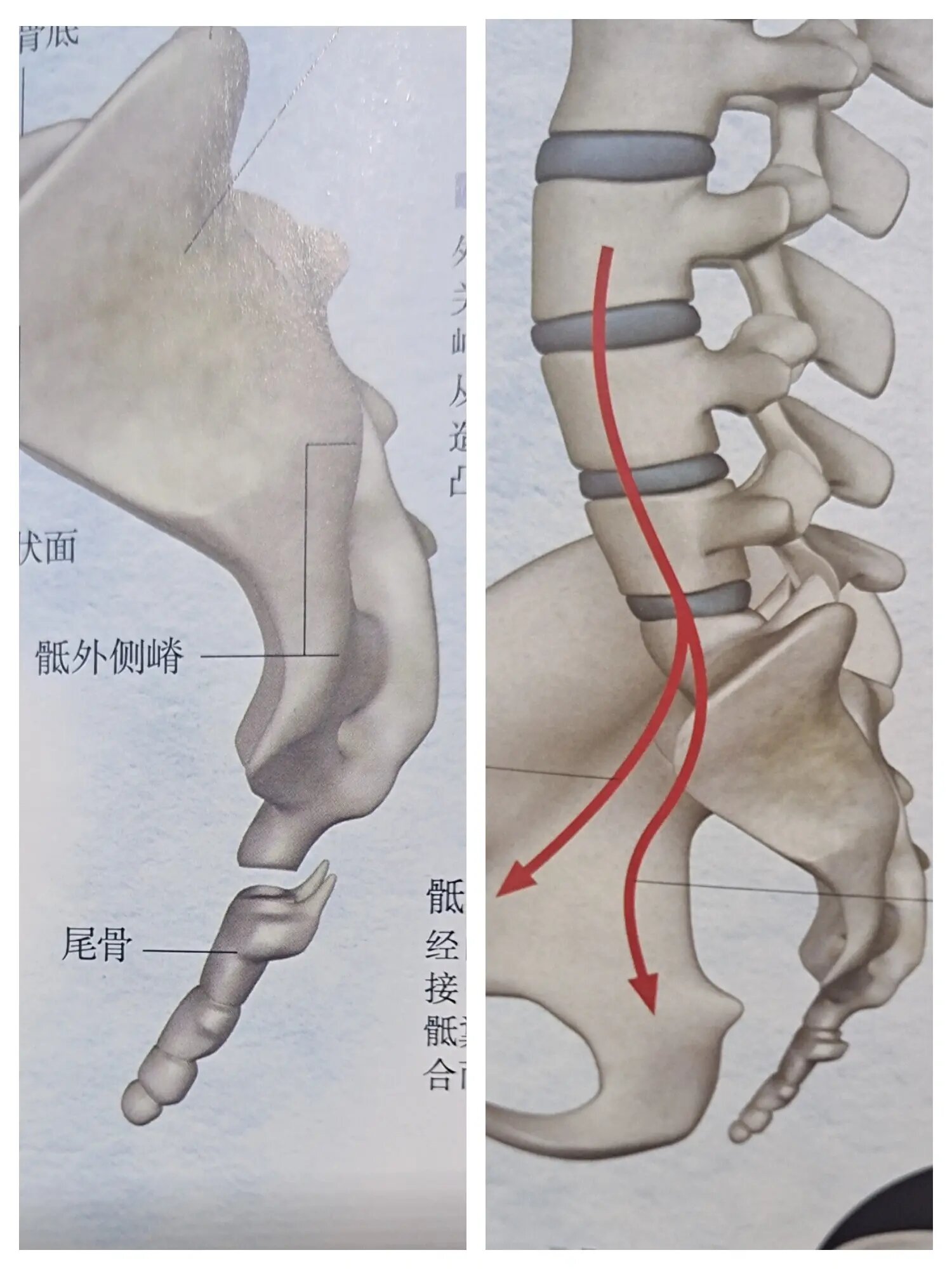 女孩尾骶骨突出图片