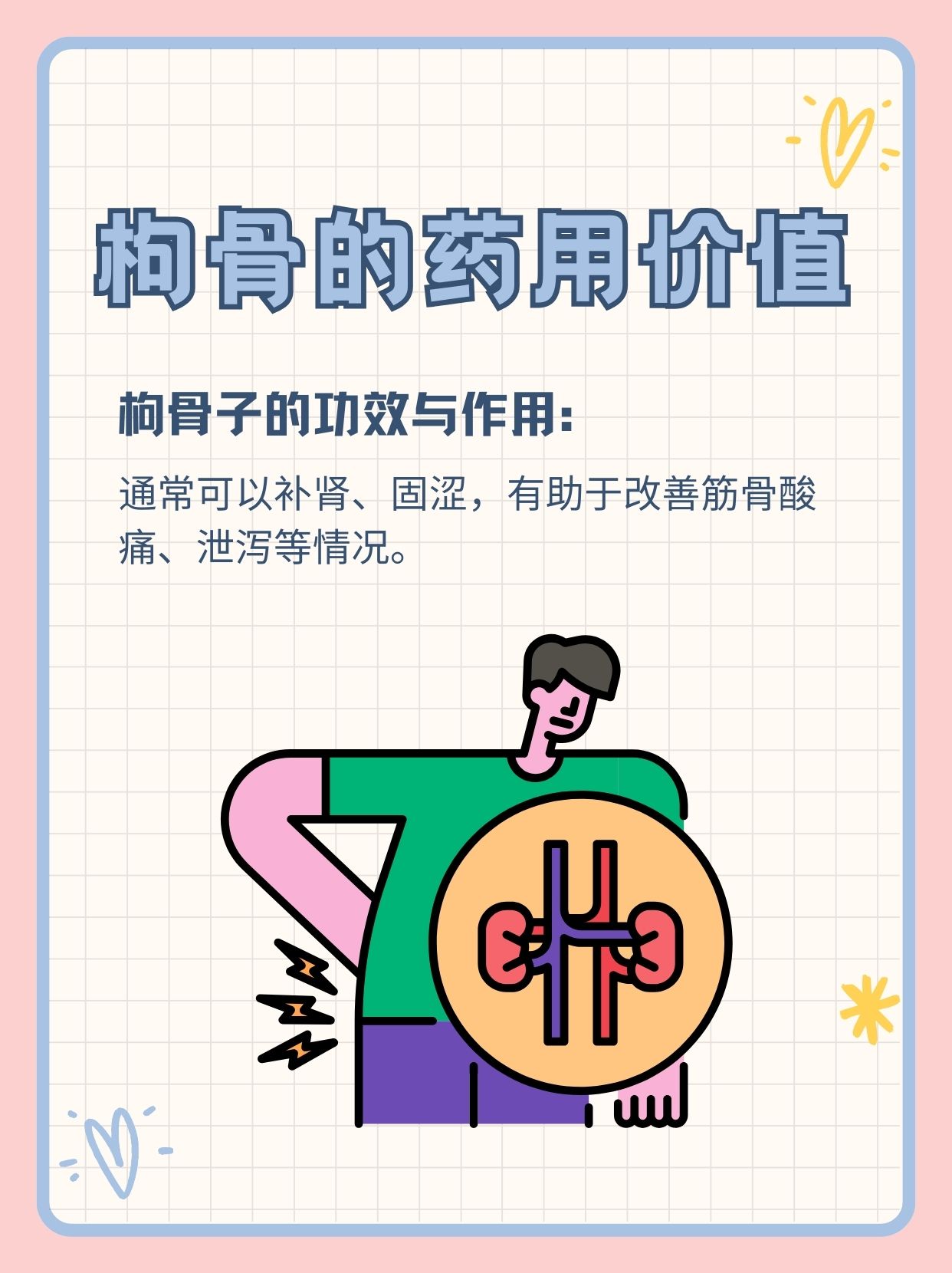 走近枸骨:它有什么药用价值?有什么功效作用?