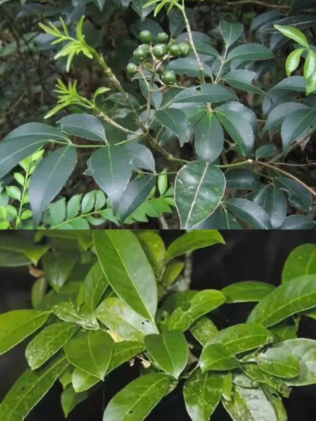 每天认识一种中草药【山香圆叶】73