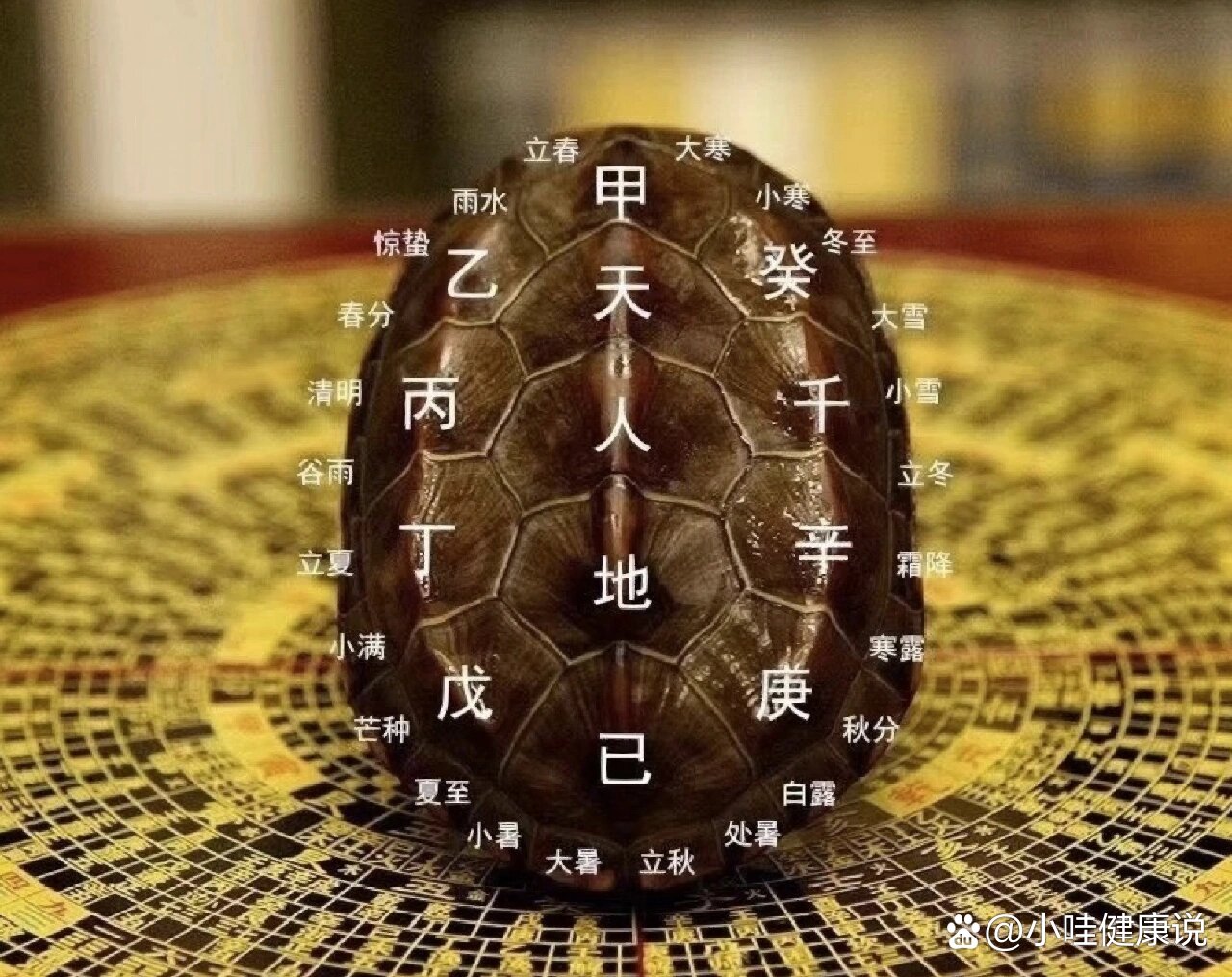 龟甲