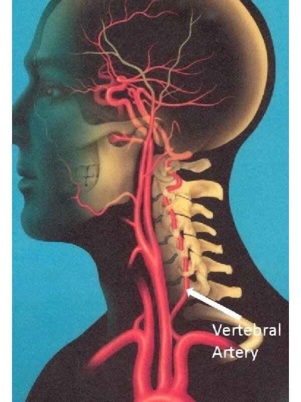 椎动脉