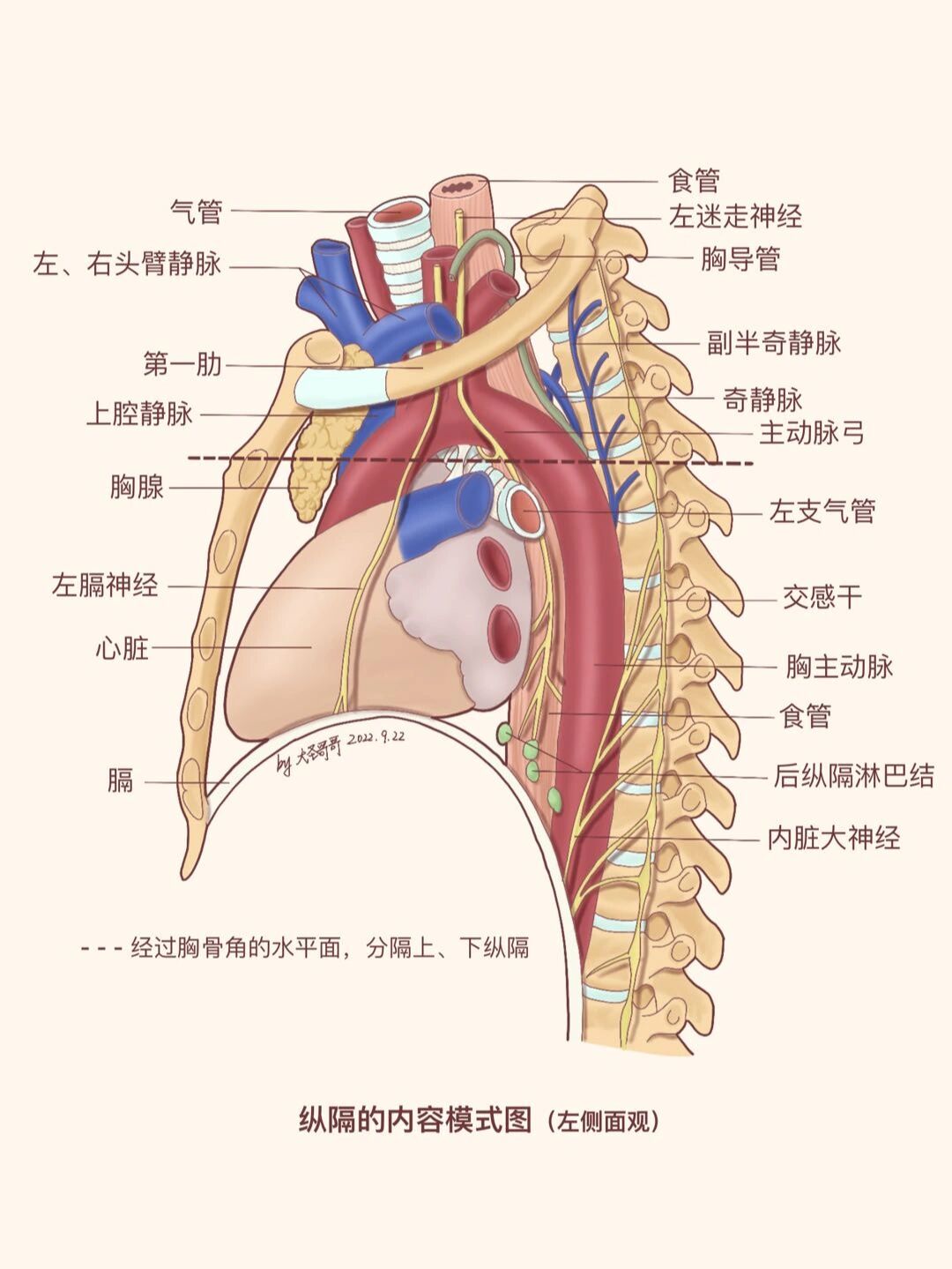 前中后纵隔分界图图片