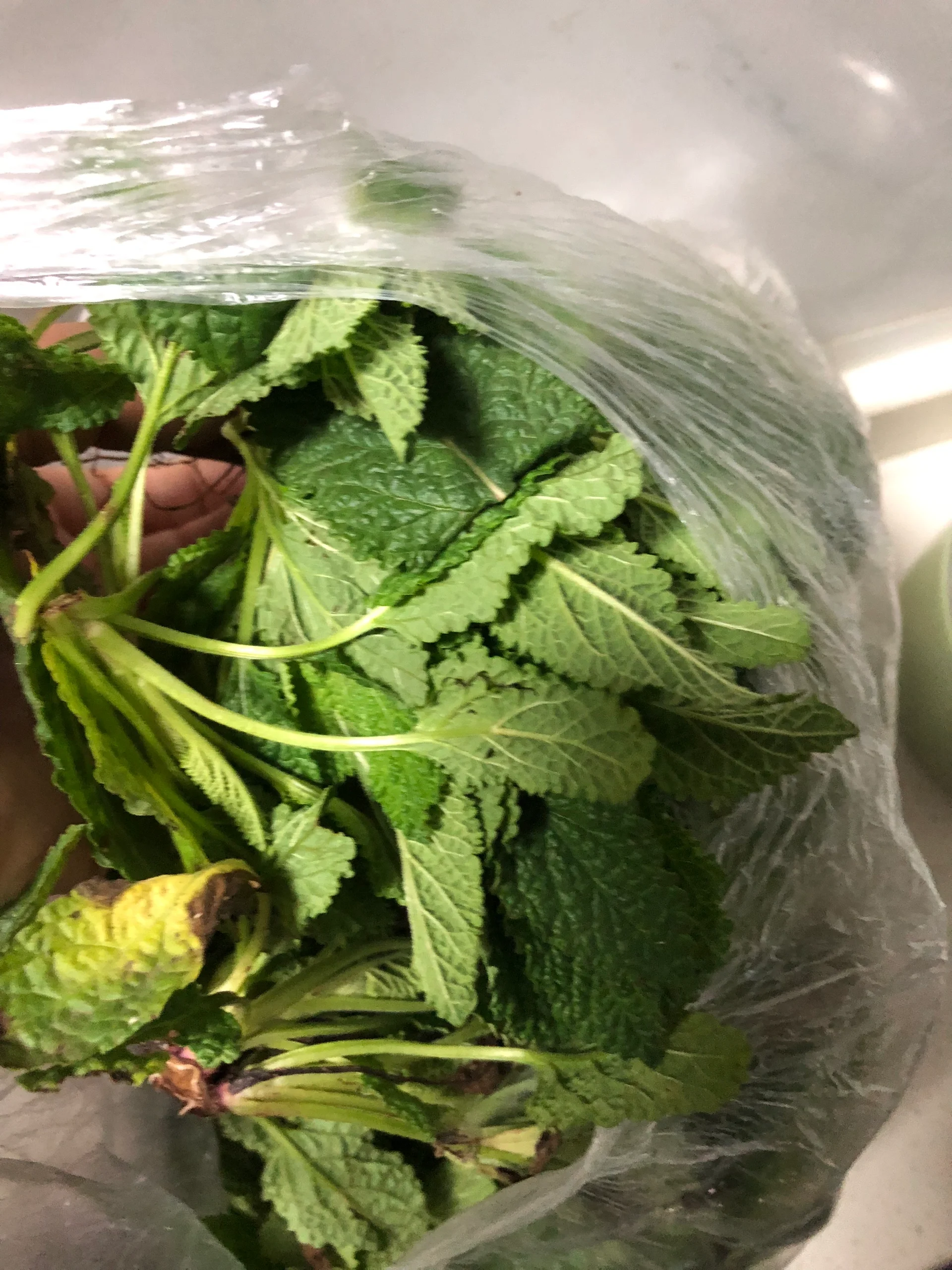 蛤蟆草煎鸡蛋,咳嗽鼻涕的"仙草"