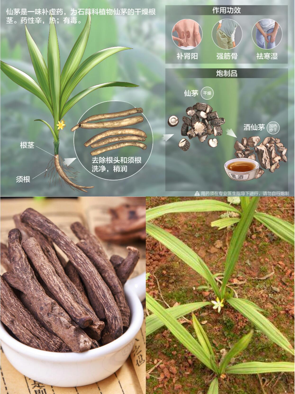 每天认识一味中草药|仙茅