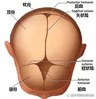 马叔科普小课堂囟门篇:囟门多大是正常的?