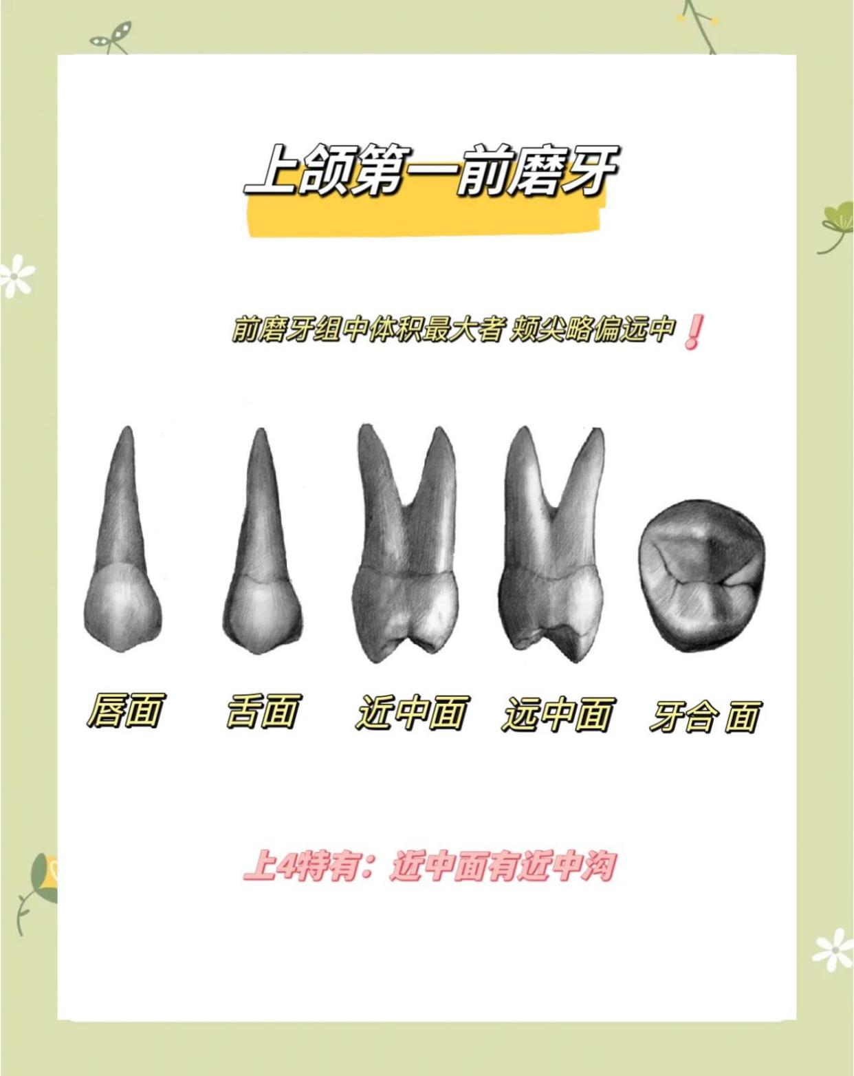 上颌前磨牙的解剖标志，你知道几个？