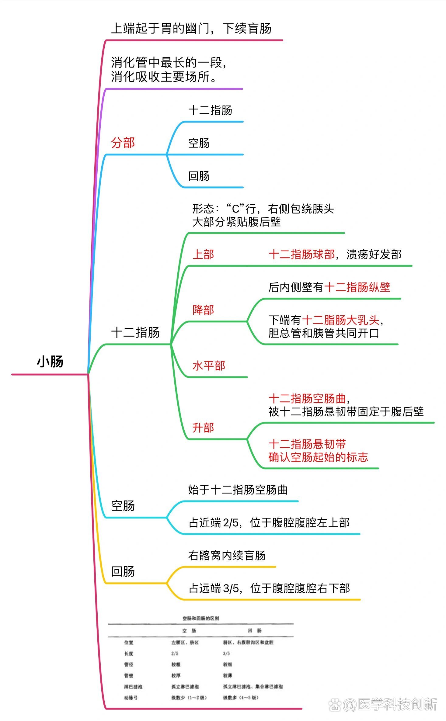 消化腺思维导图高清图片