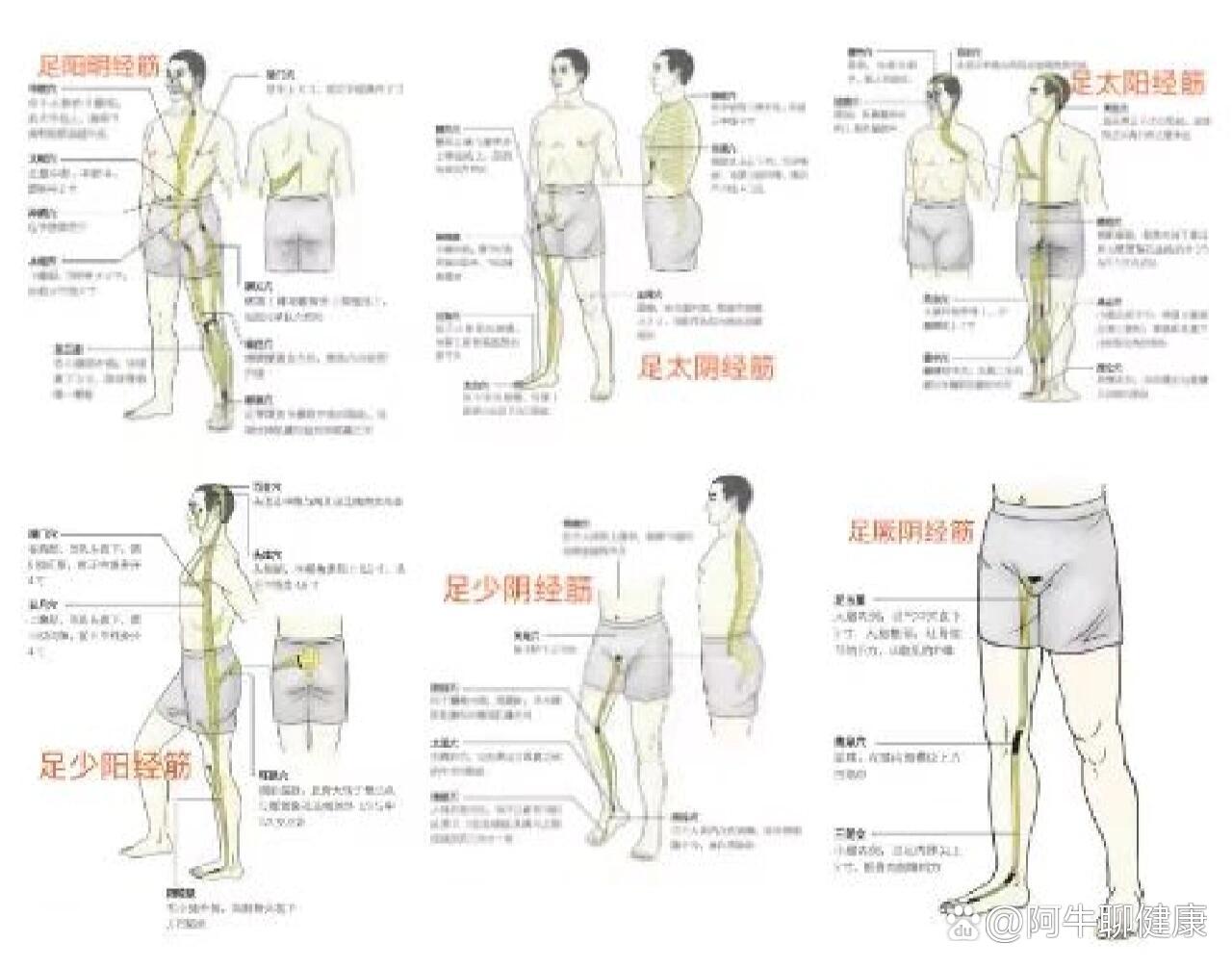 全身筋结点位置图图片