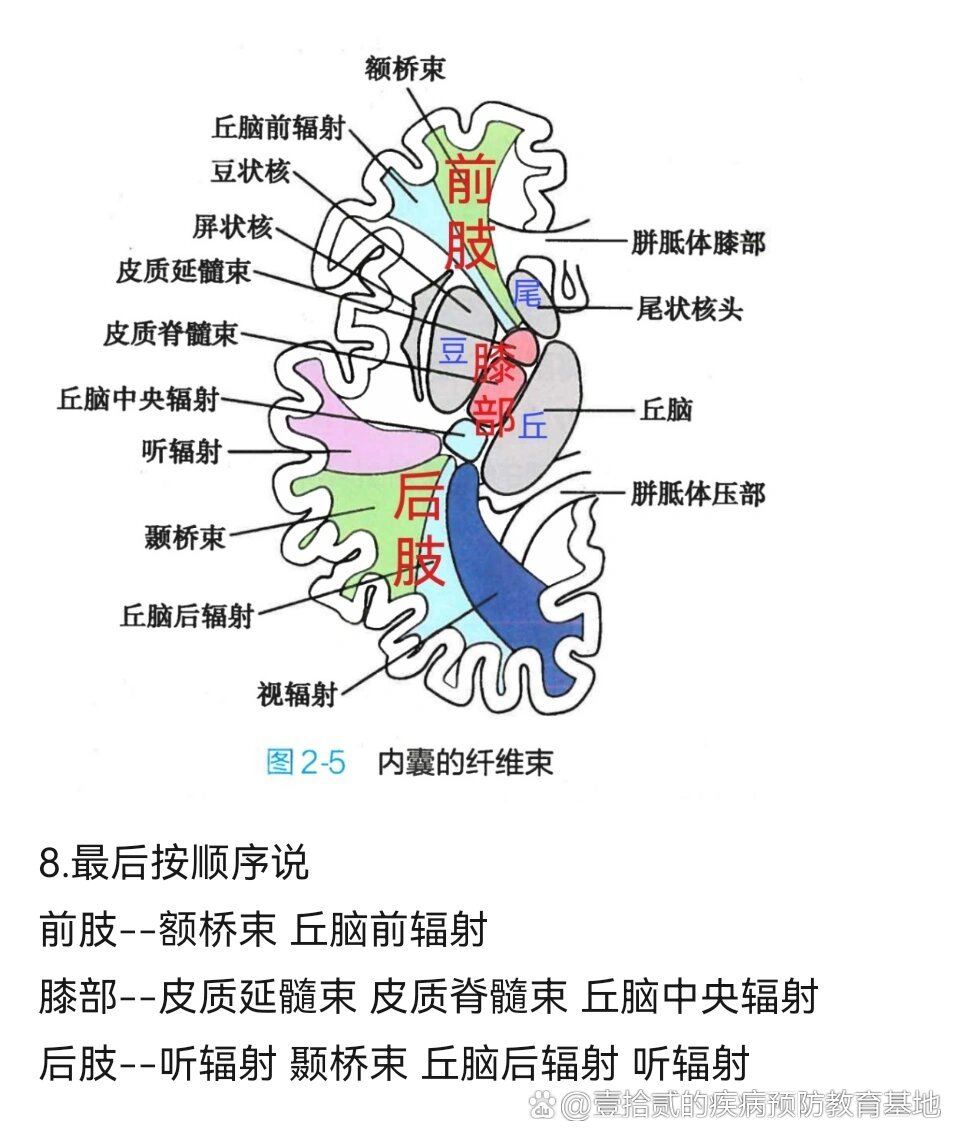 一张图搞清楚内囊结构