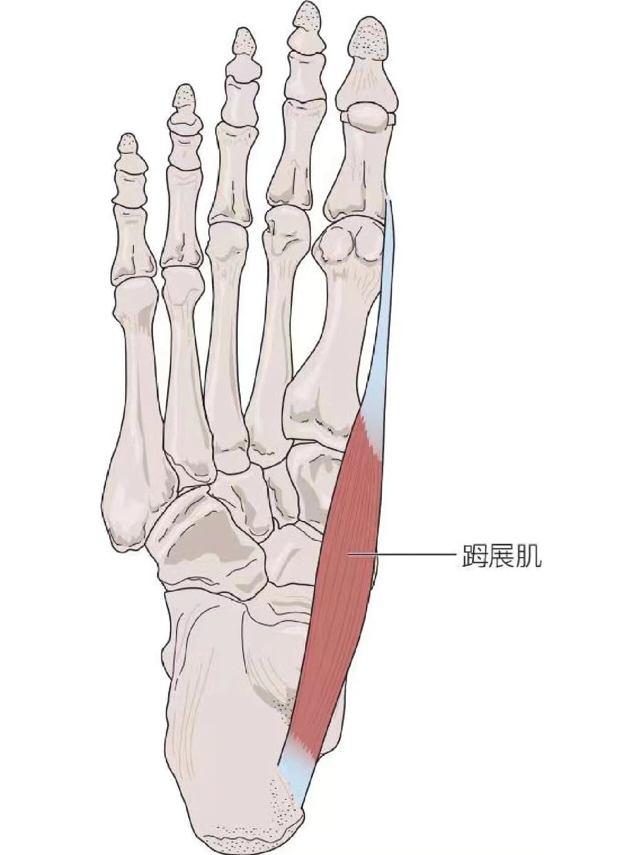 足拇长屈肌解剖图片