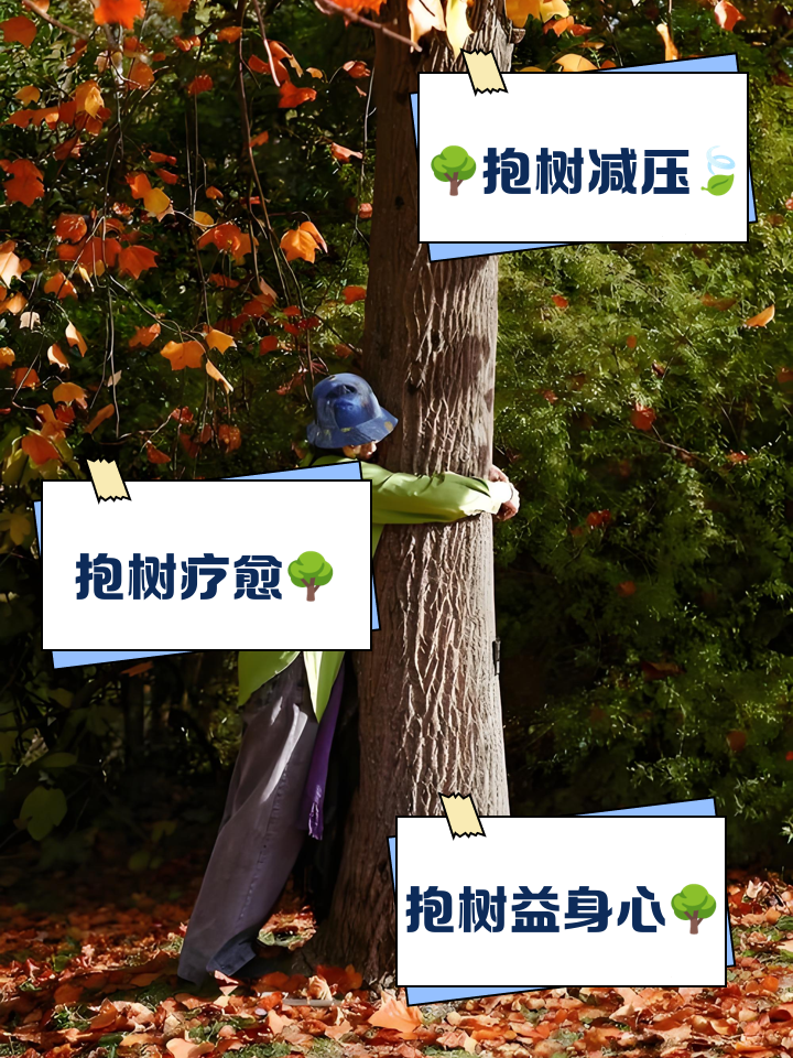 抱树有什么好处