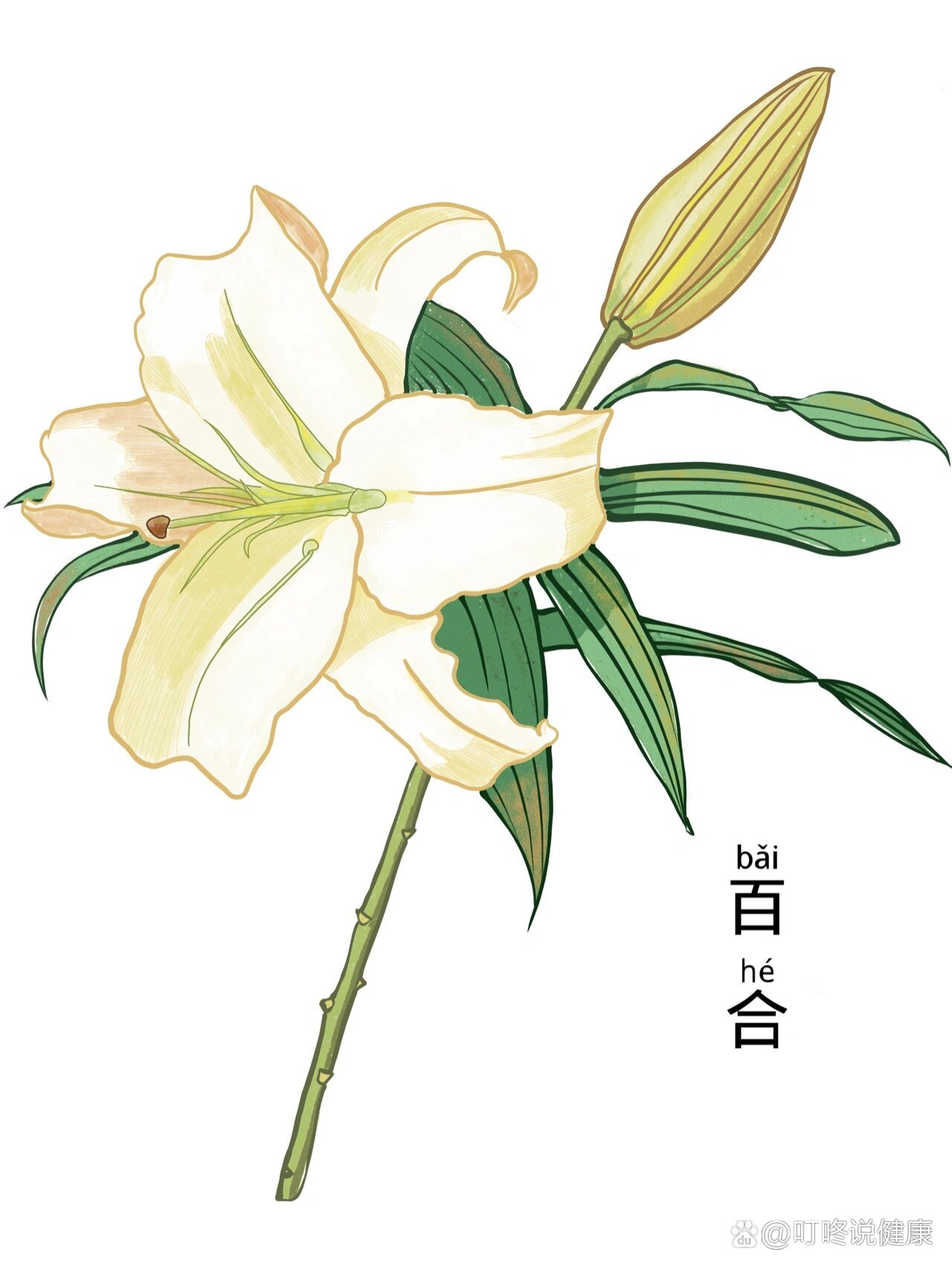 中医药本草植物手绘作品