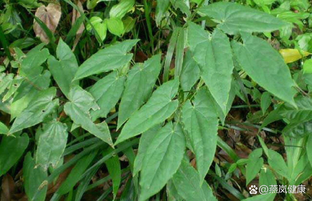 媚药之王——植物界的伟哥