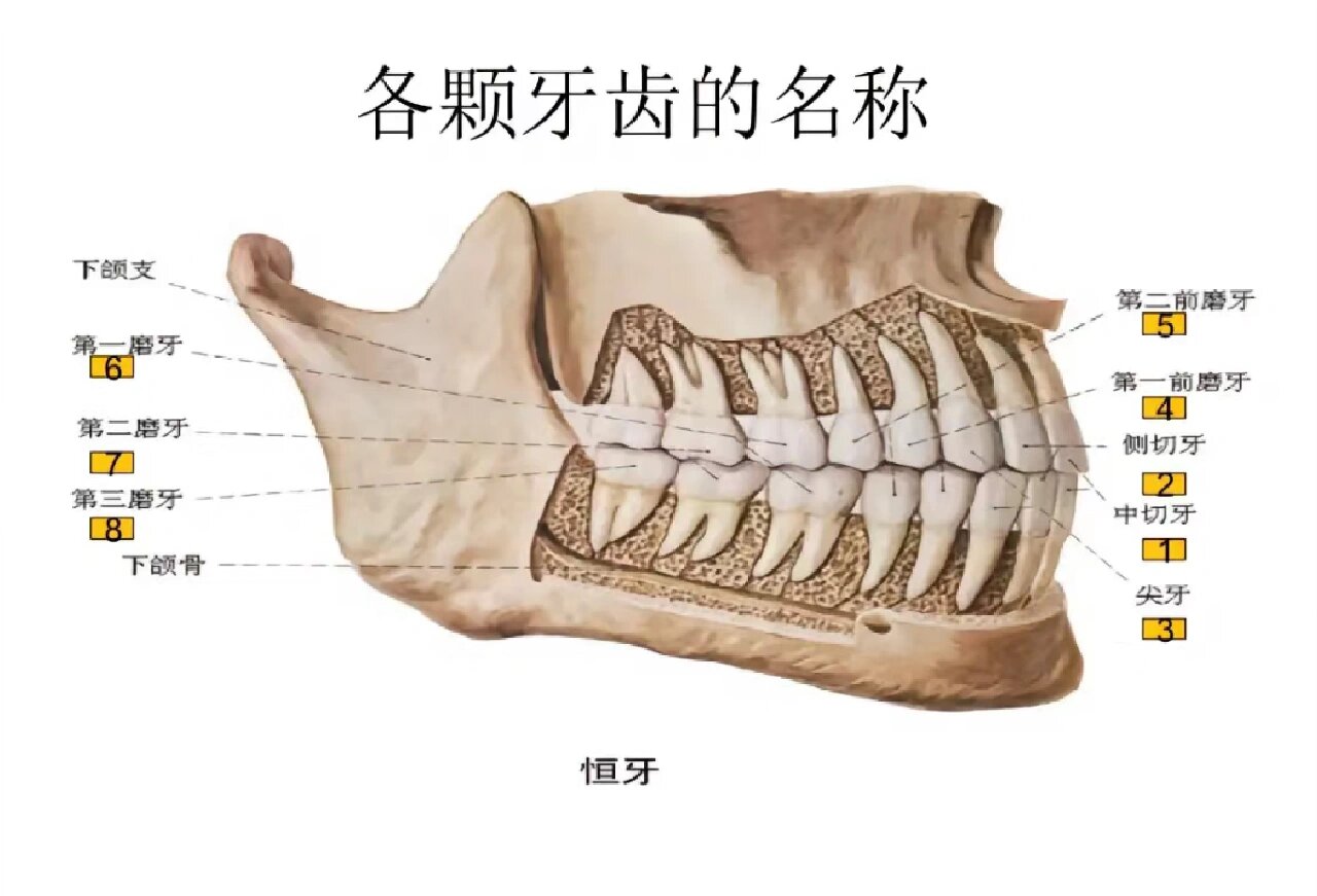 口腔解剖图解分享78