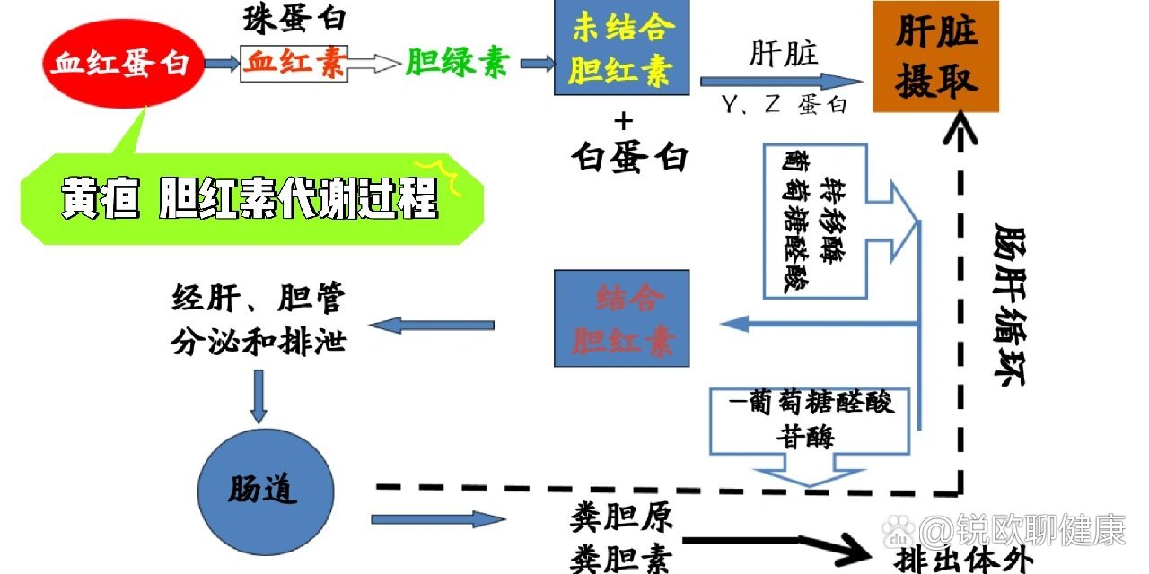 胆红素代谢途径图ppt图片