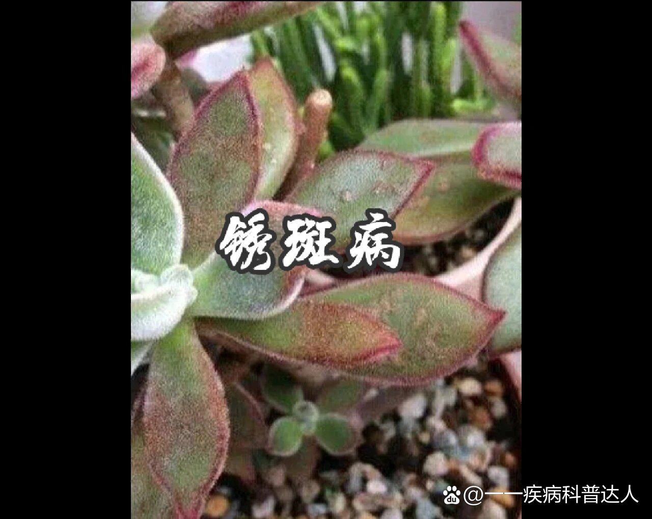 多肉植物生病图片大全图片