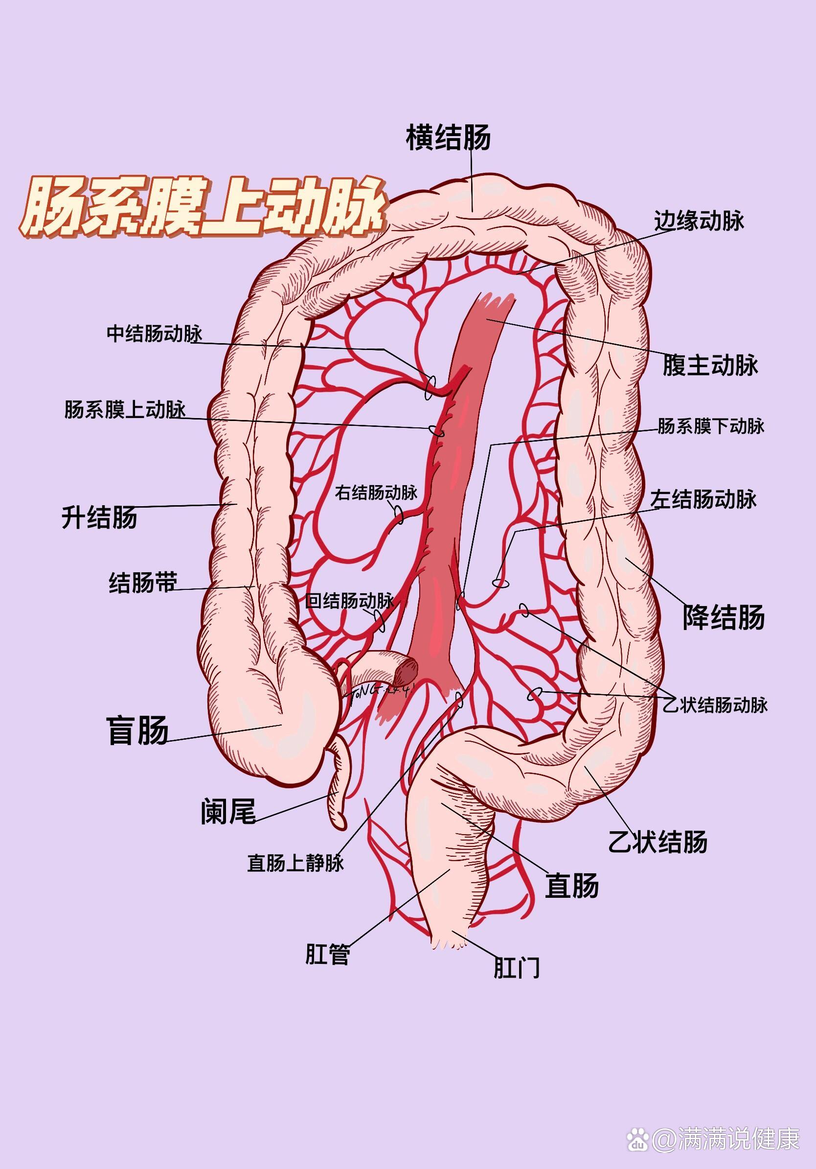 人的结肠系统主要包括盲肠