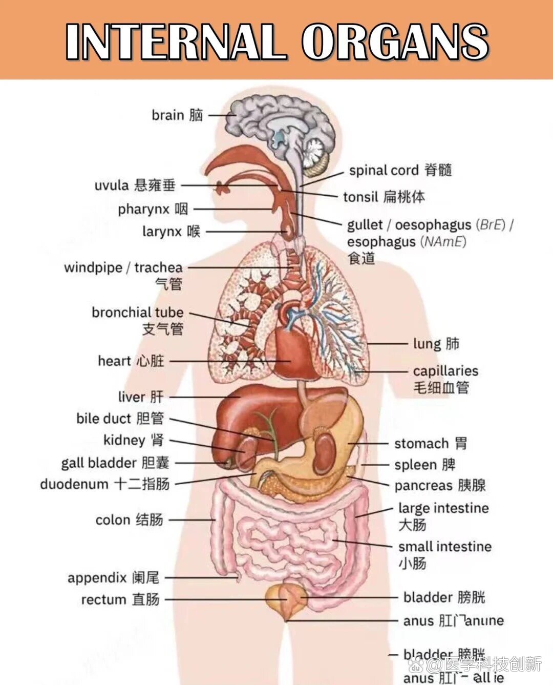 人体器官功能与作用图图片