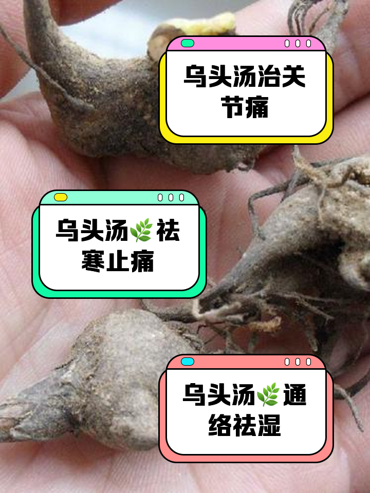乌头汤的功效与作用