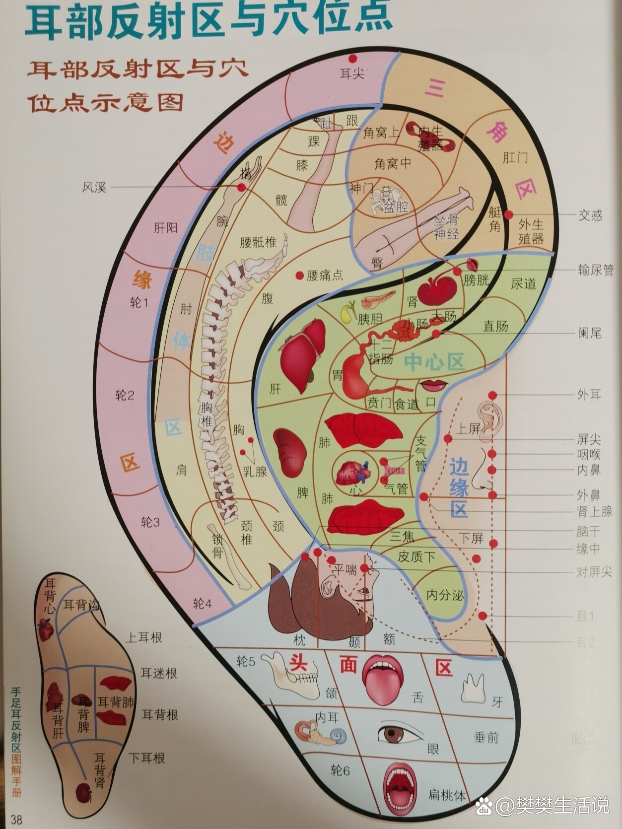 耳穴反射区与穴位点示意图