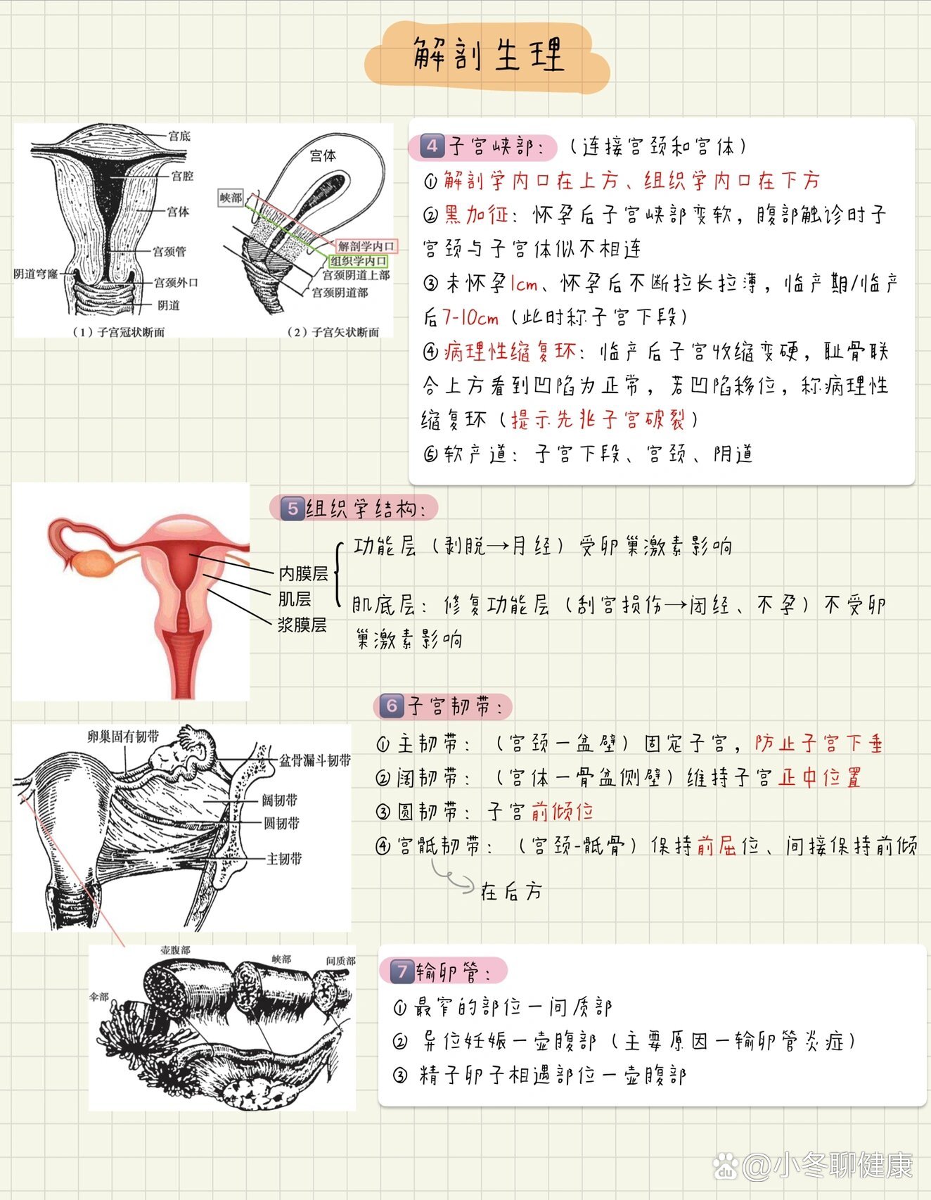 妇产科护理学|女性生殖系统解剖生理02