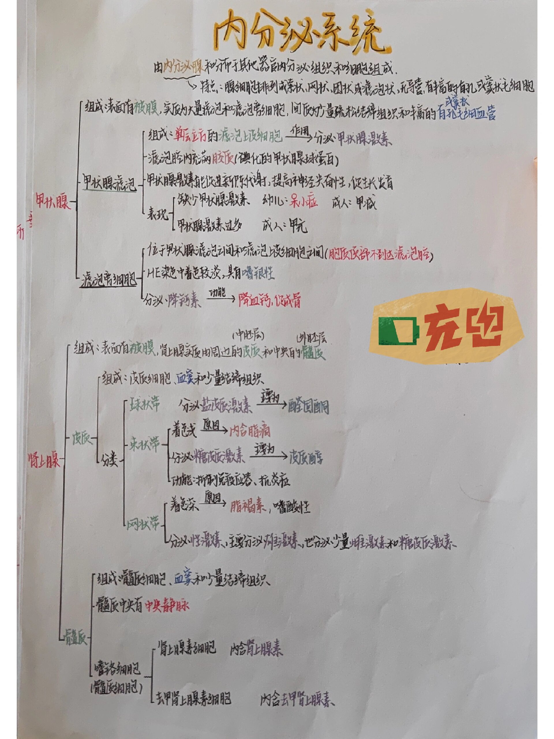 组织学与胚胎学思维导图5