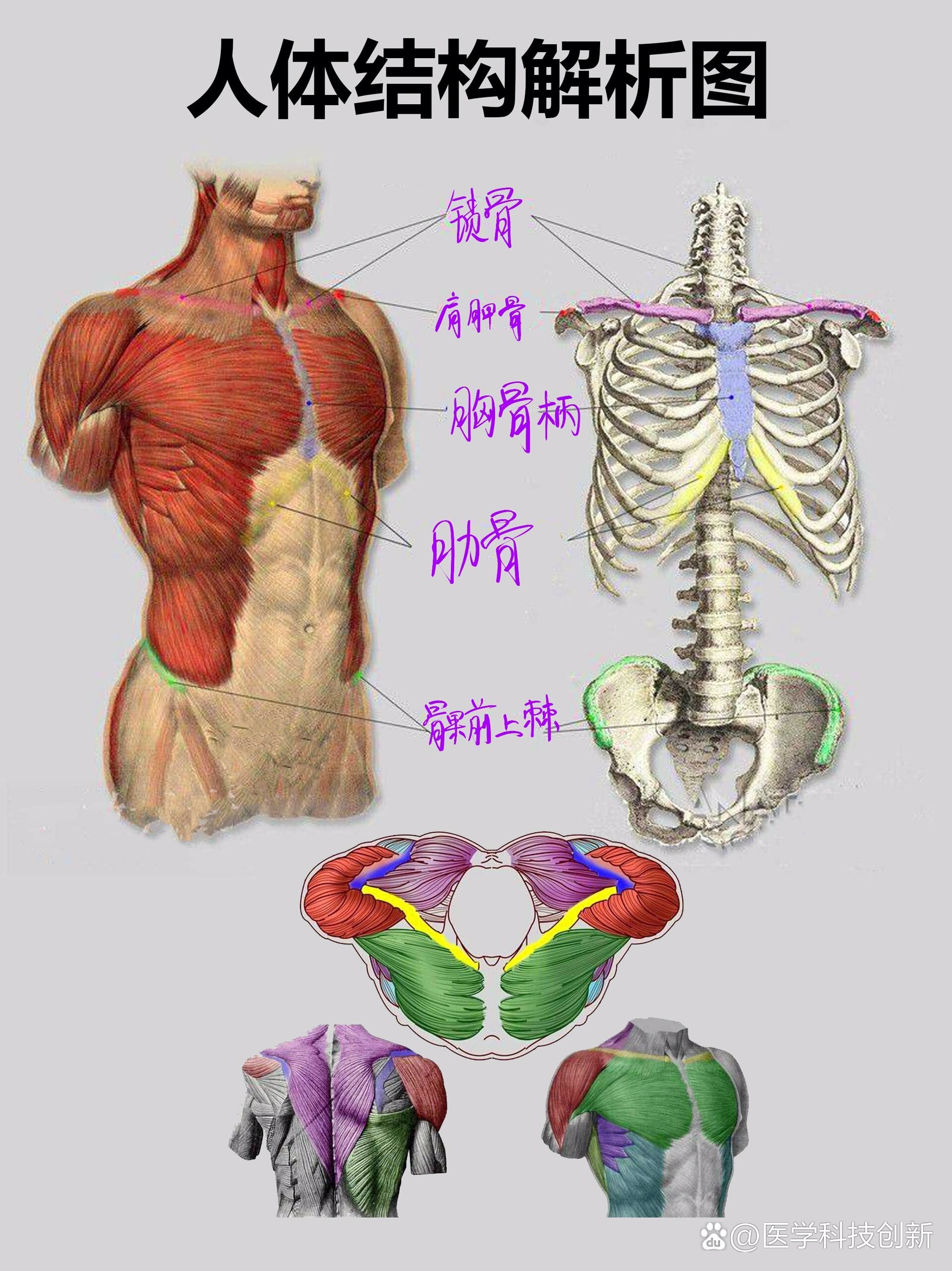 骨骼肌模式图图片