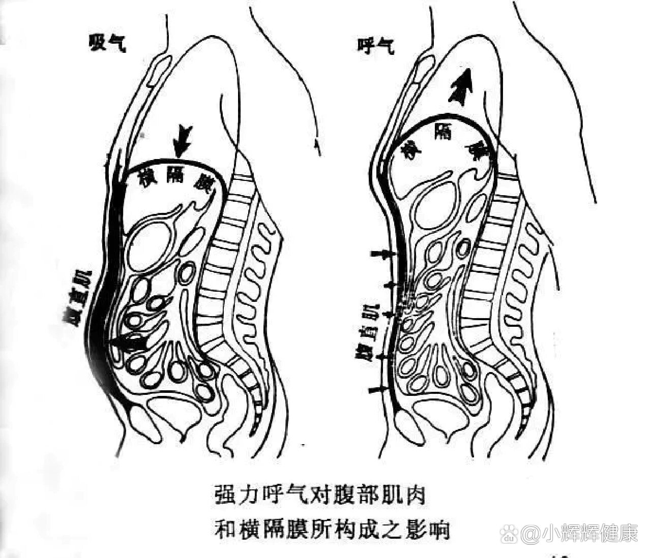 胸腹图片