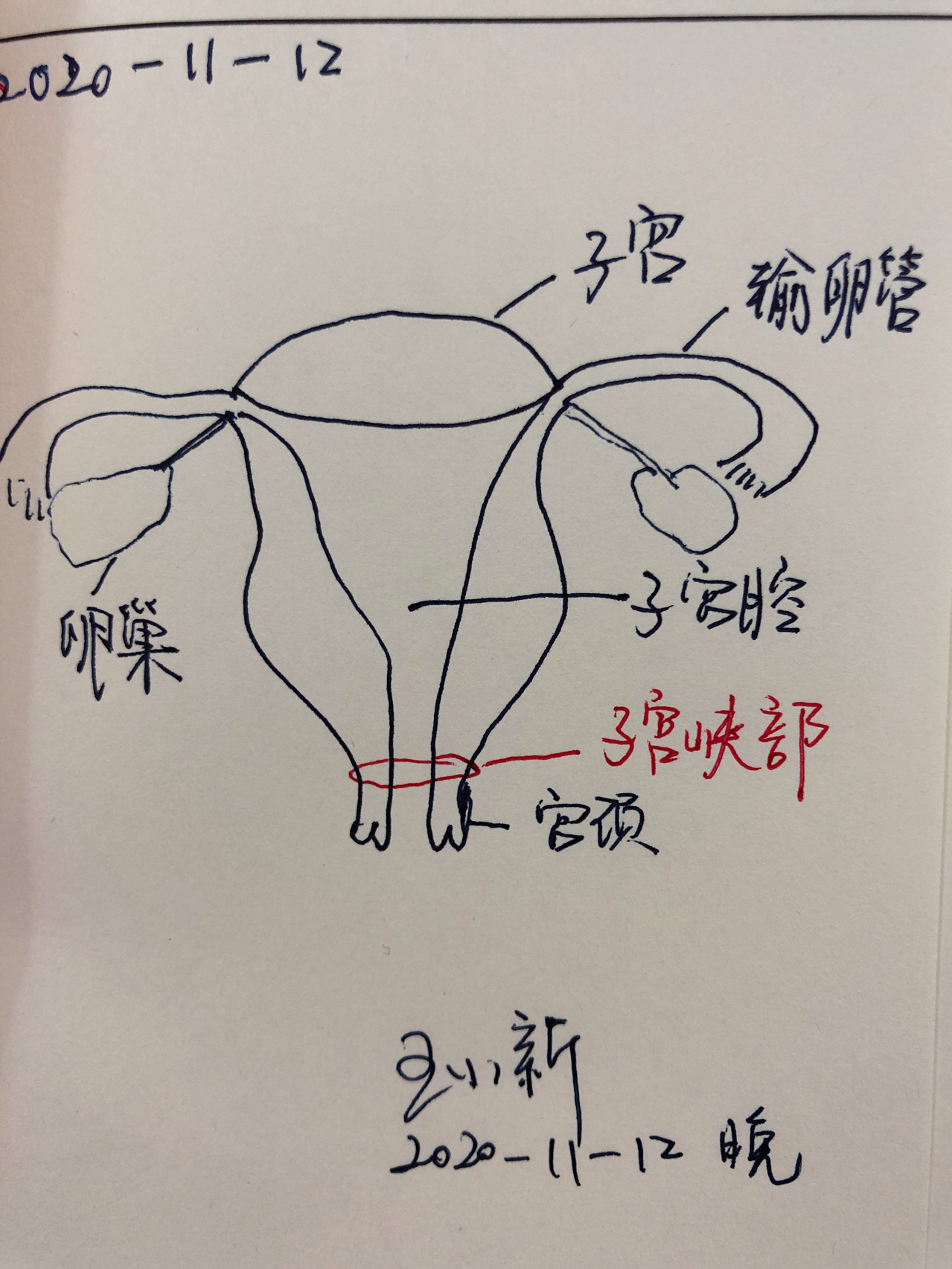 子宫简介第二部分之子宫峡部